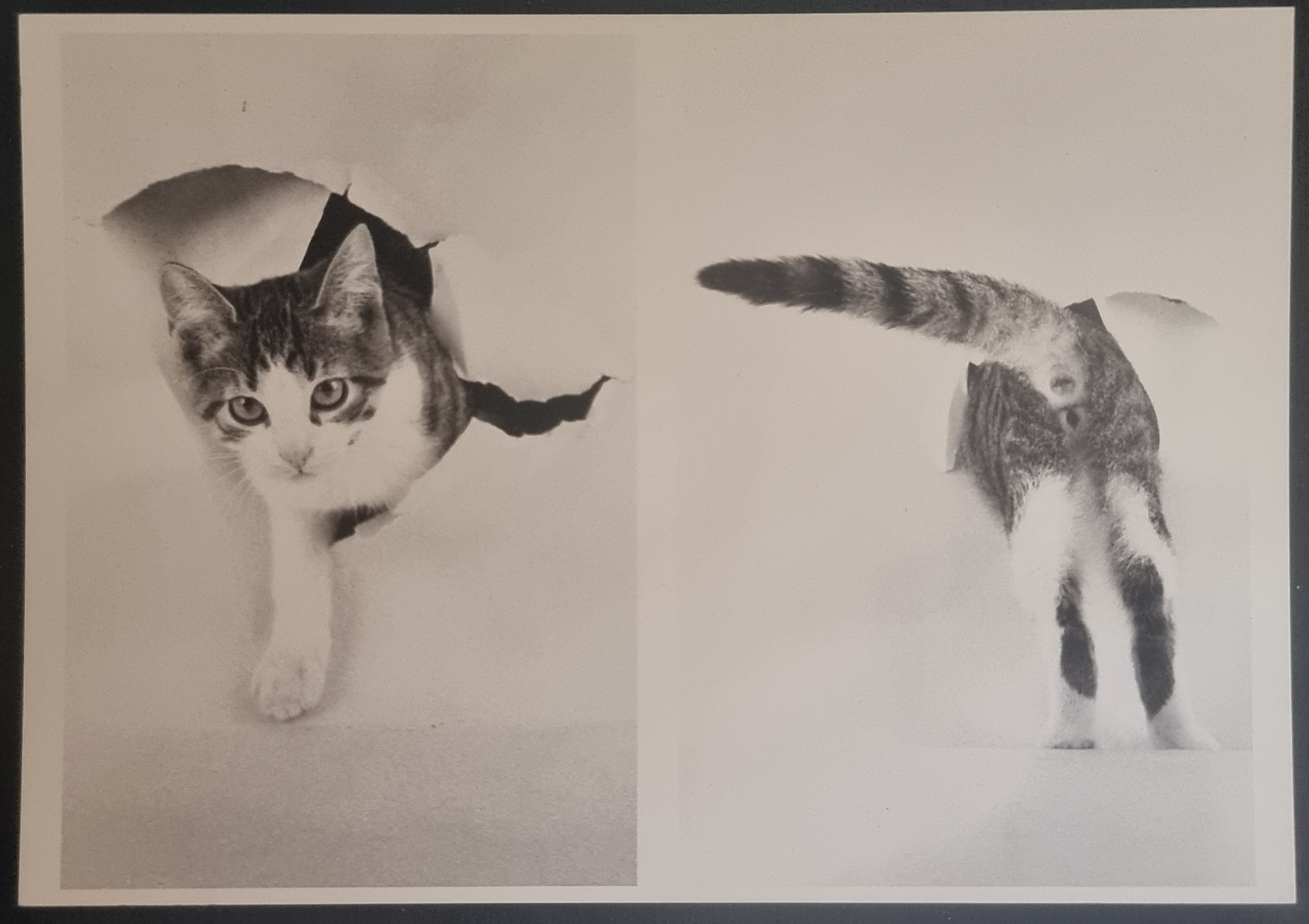 (image for) CAT 1990s and later0051