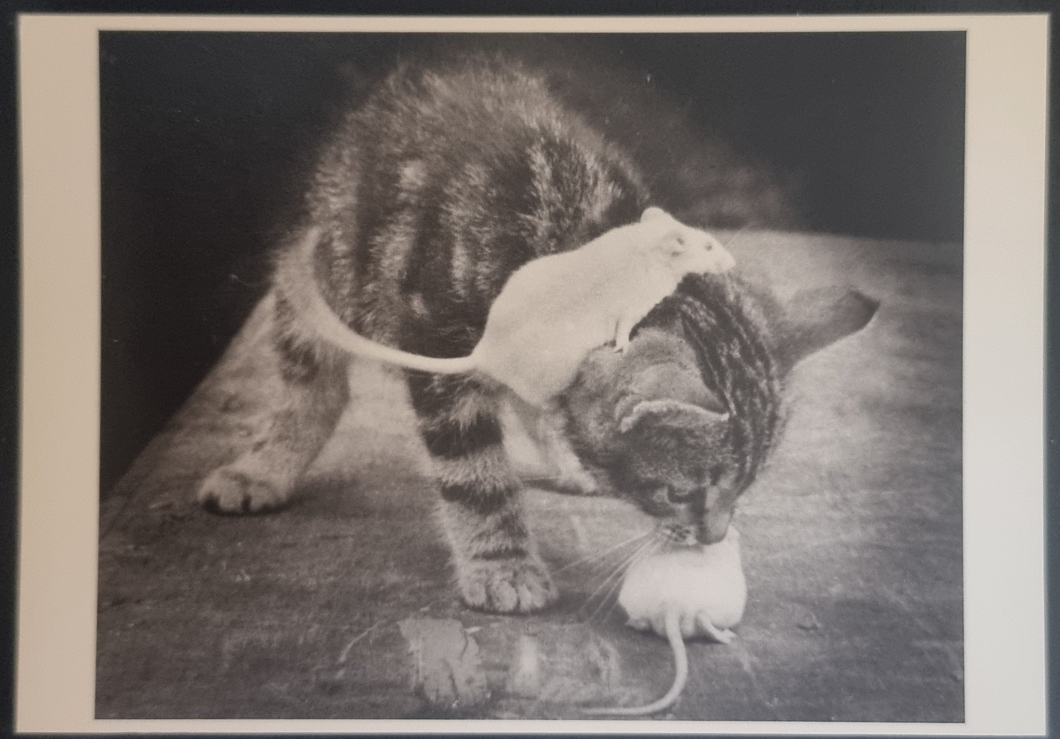 (image for) CAT 1990s and later0052