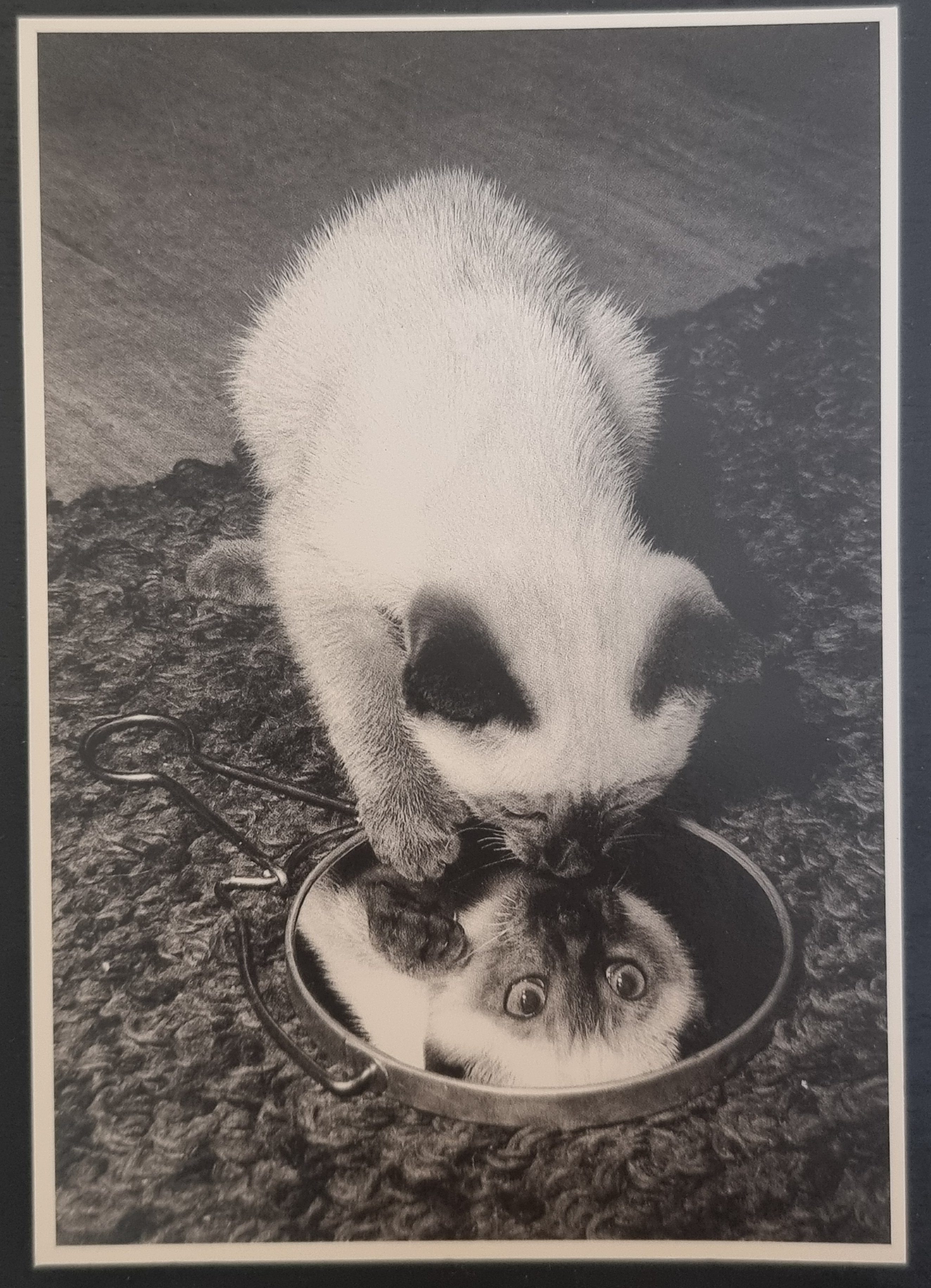 (image for) CAT 1990s and later0053