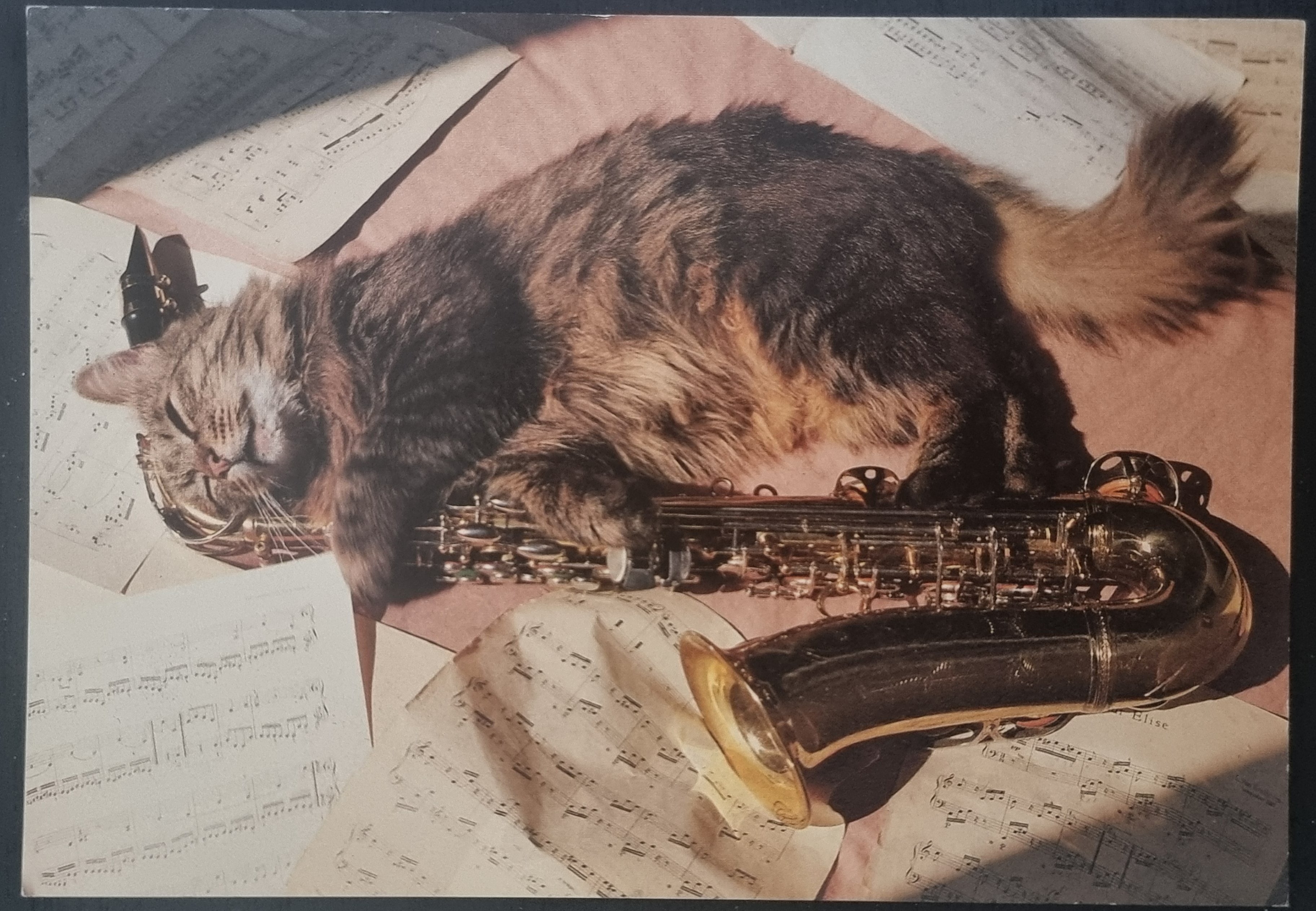 (image for) CAT 1990s and later0055