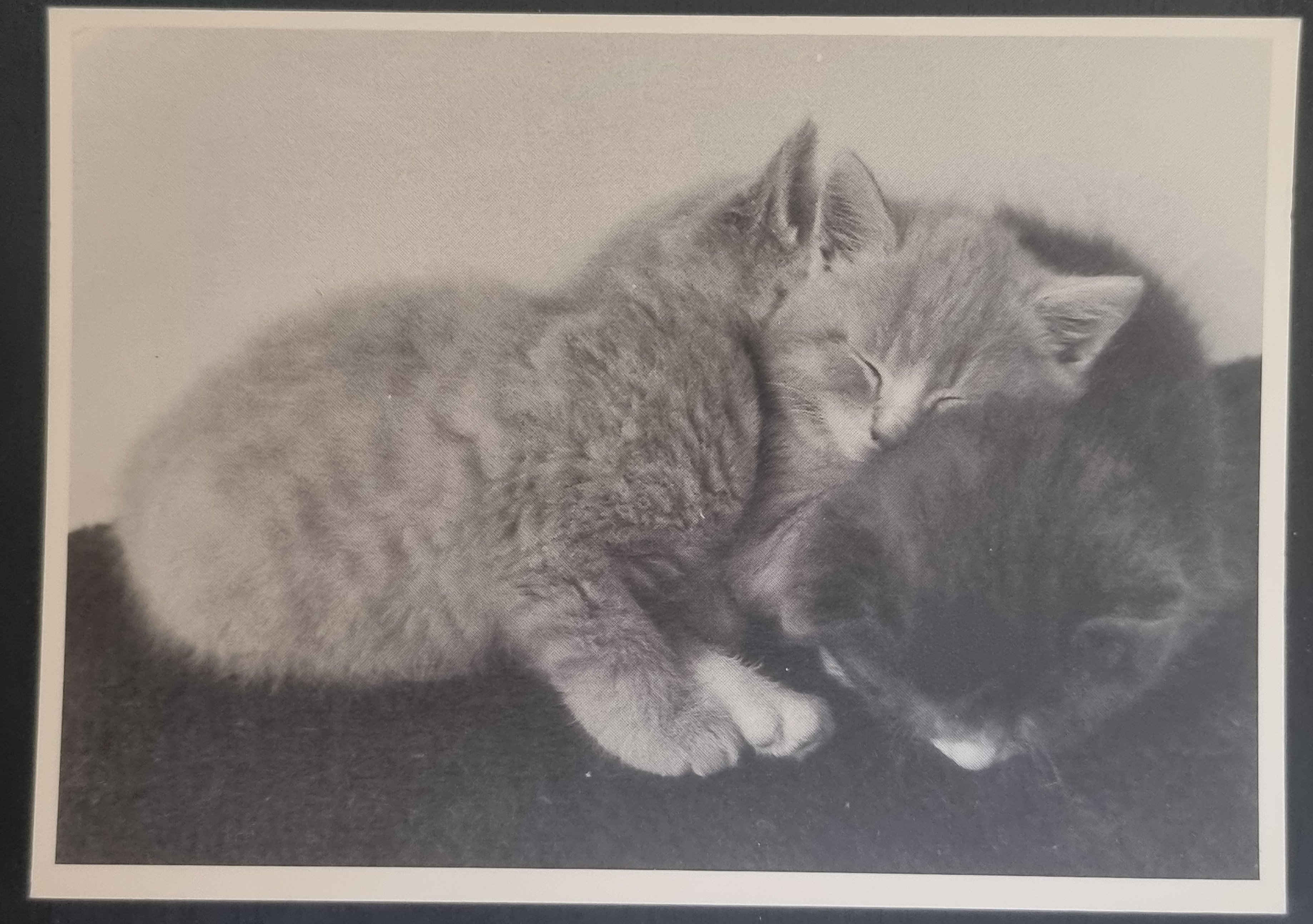 (image for) CAT 1990s and later0057