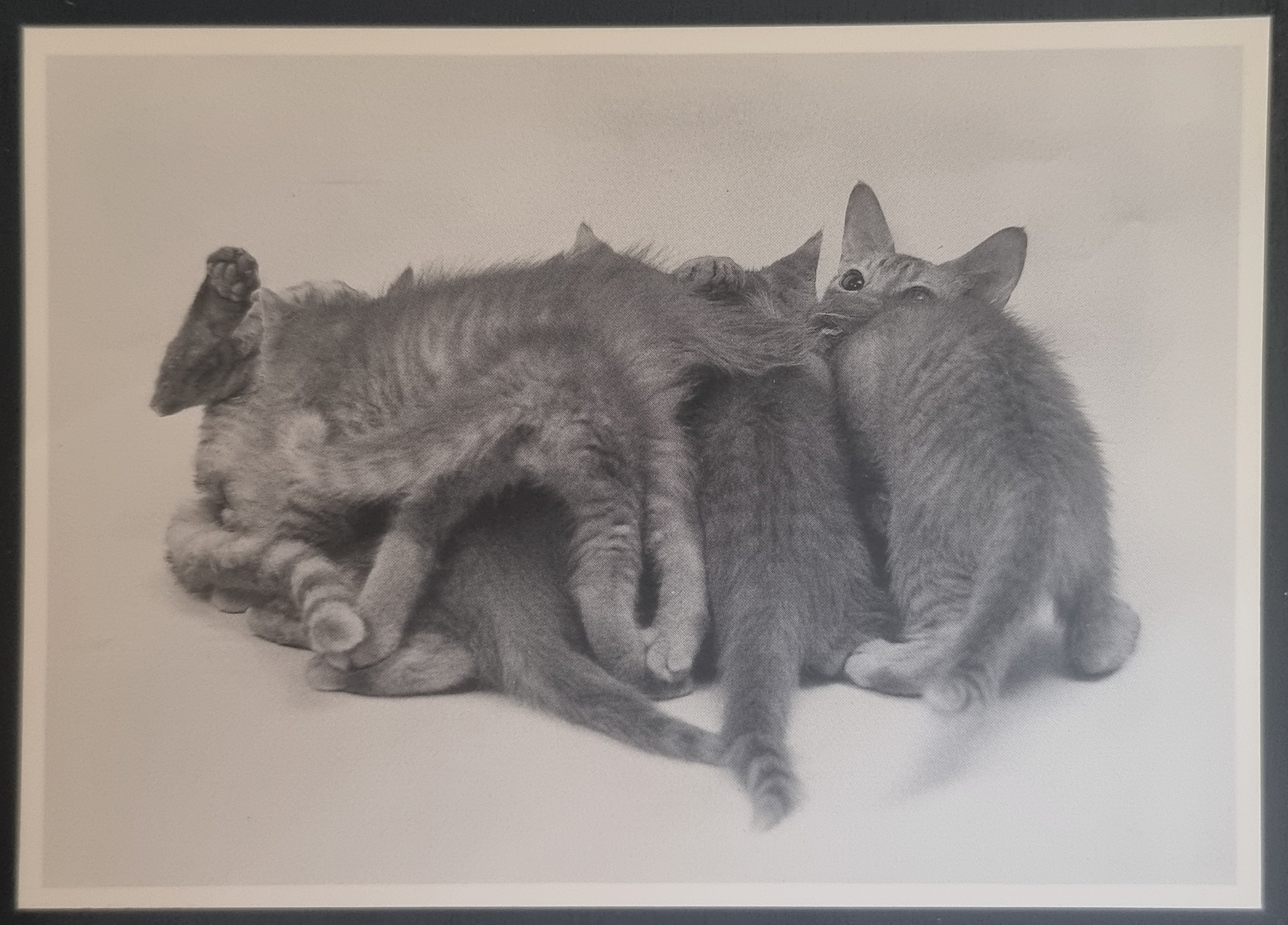 (image for) CAT 1990s and later0059