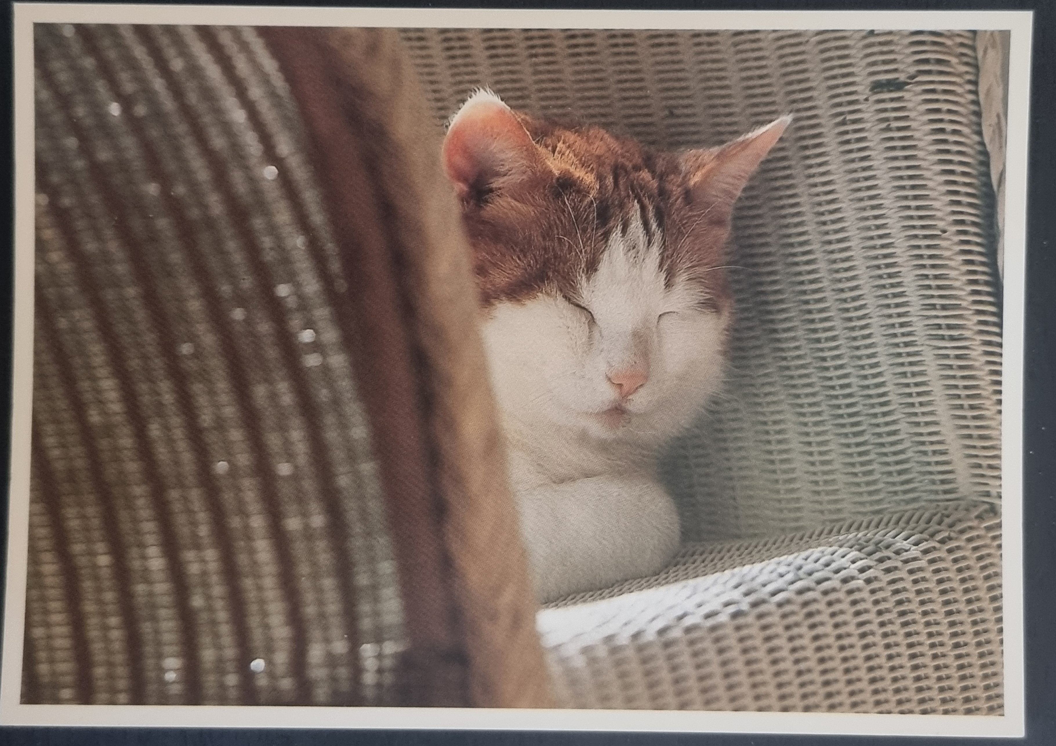 (image for) CAT 1990s and later0060