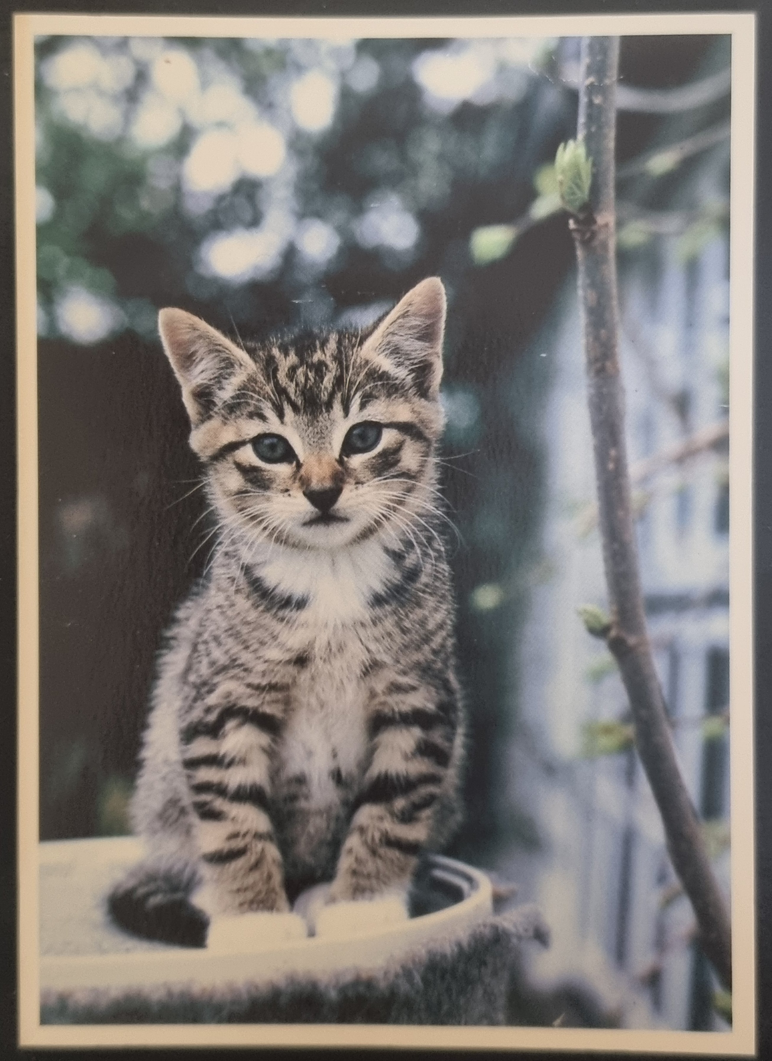 (image for) CAT 1990s and later0061