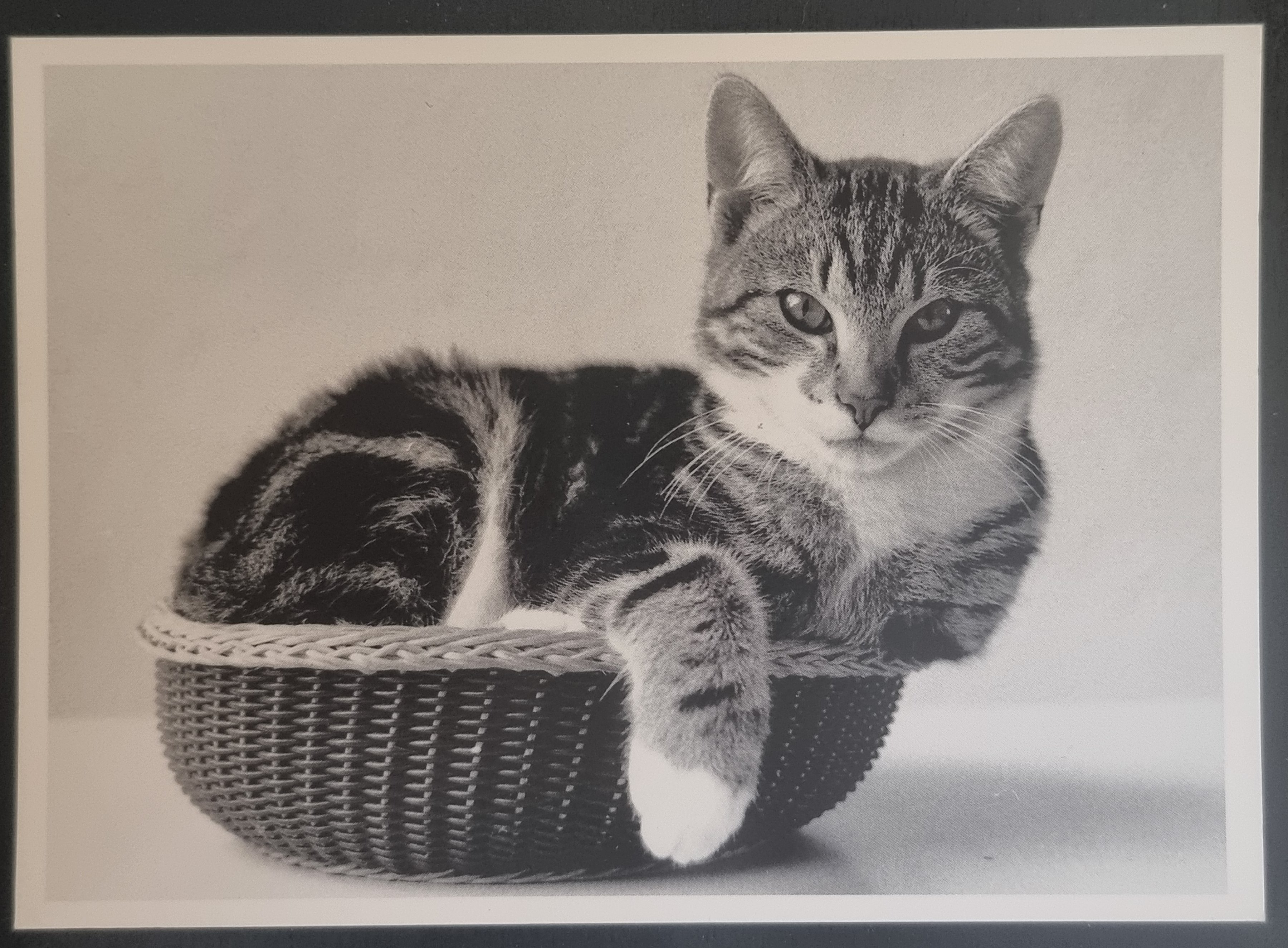 (image for) CAT 1990s and later0062