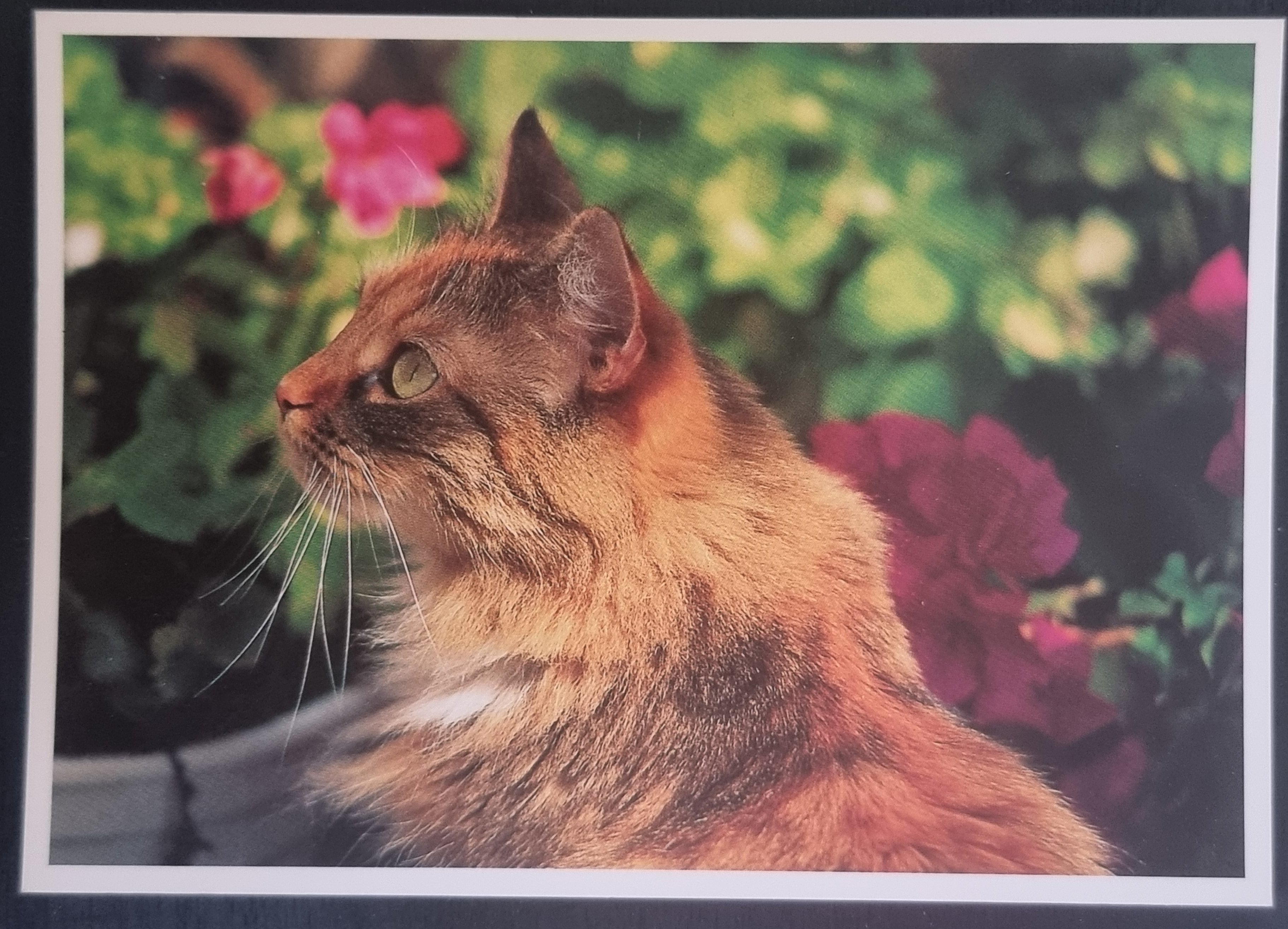 (image for) CAT 1990s and later0063