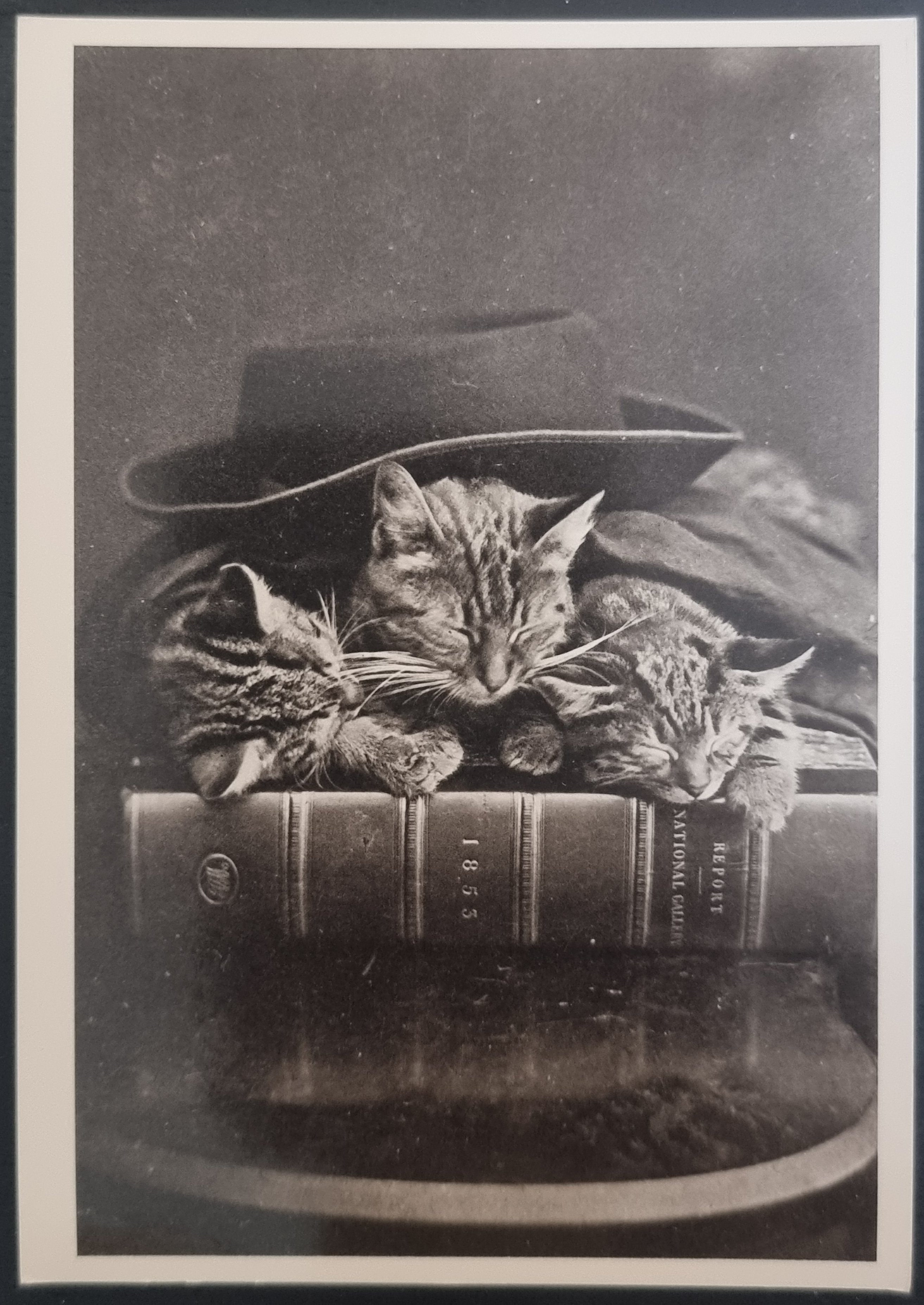 (image for) CAT 1990s and later0065