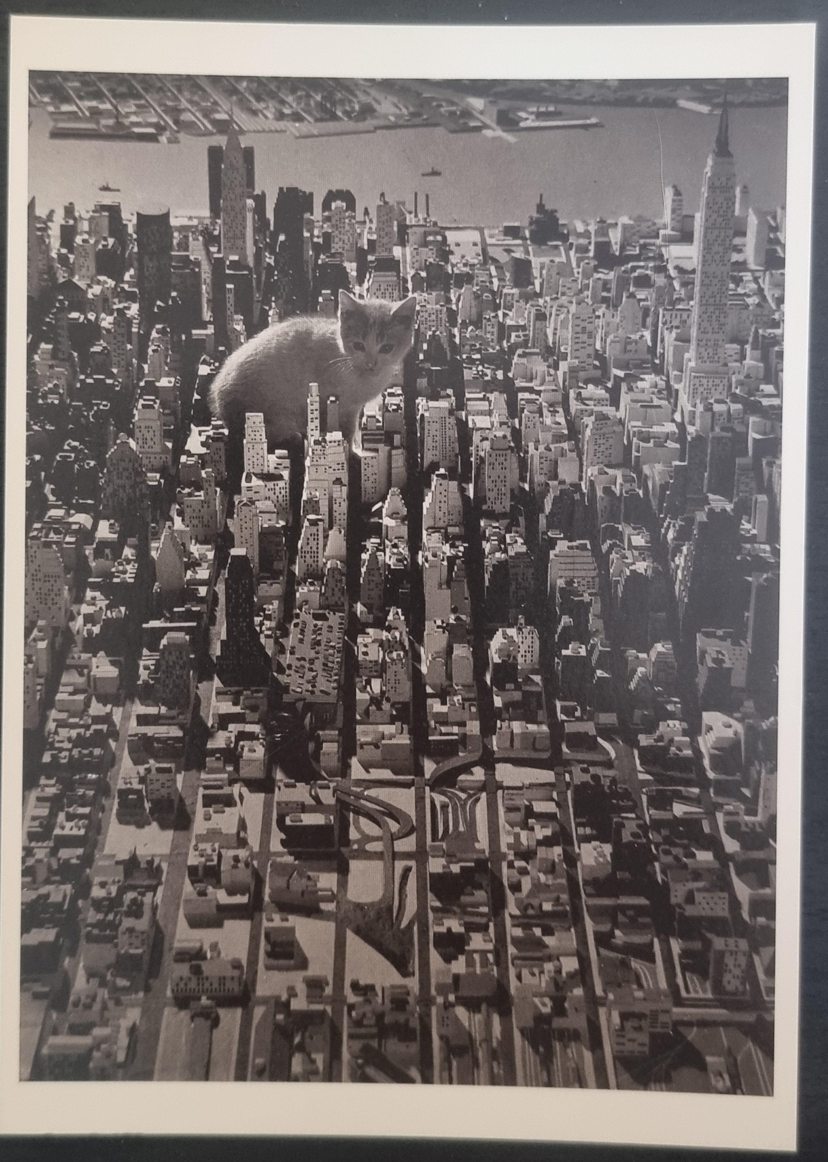 (image for) CAT 1990s and later0066