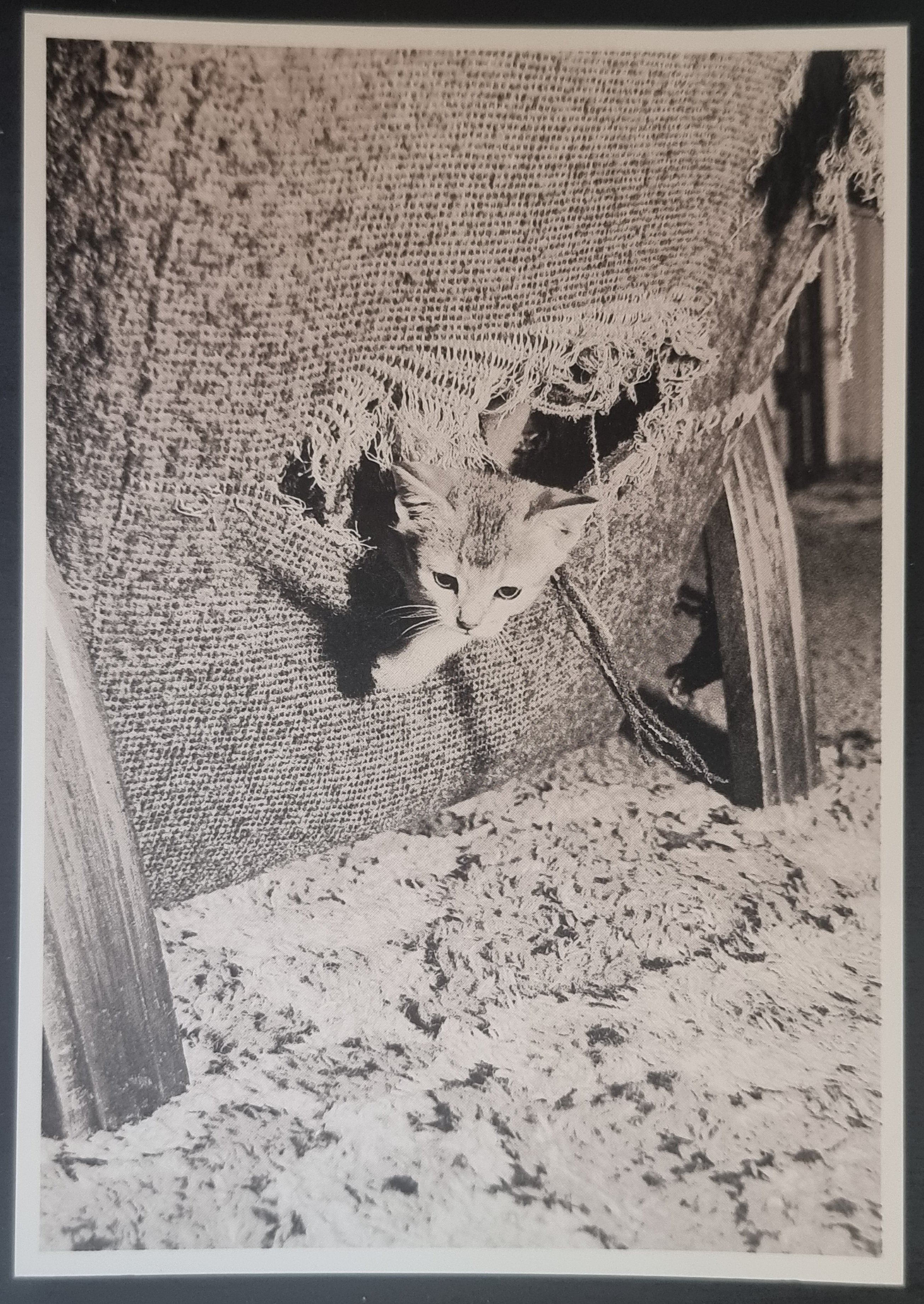 (image for) CAT 1990s and later0067