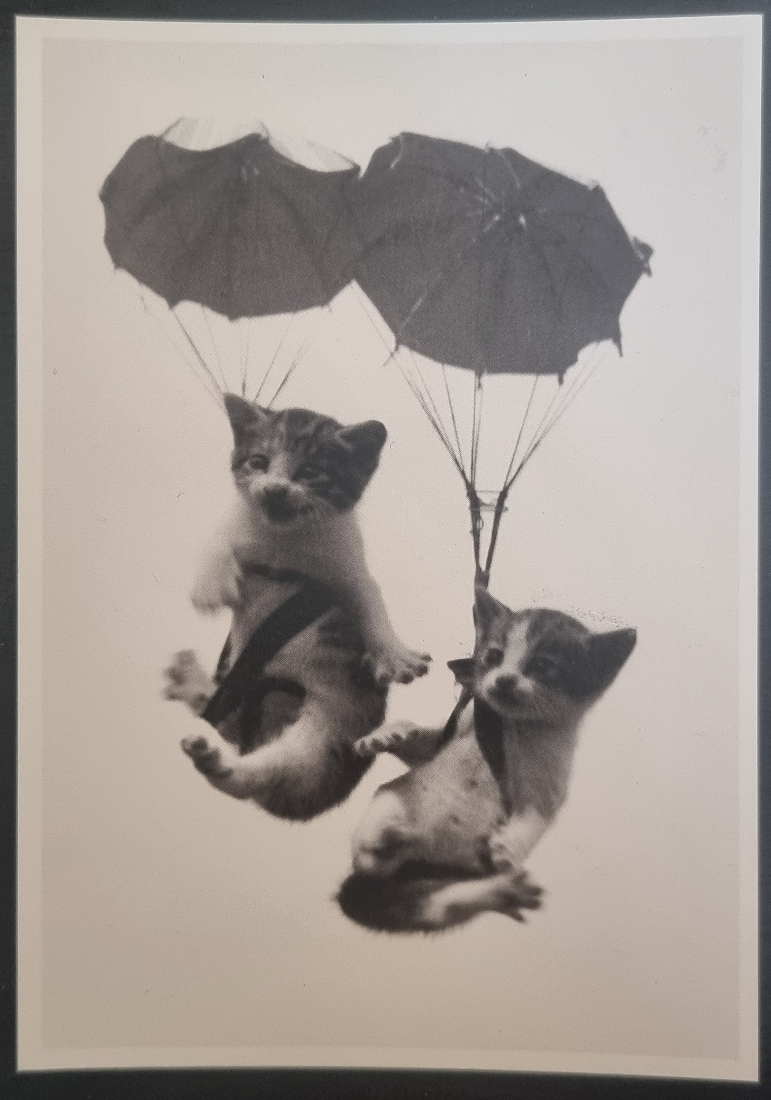 (image for) CAT 1990s and later0068