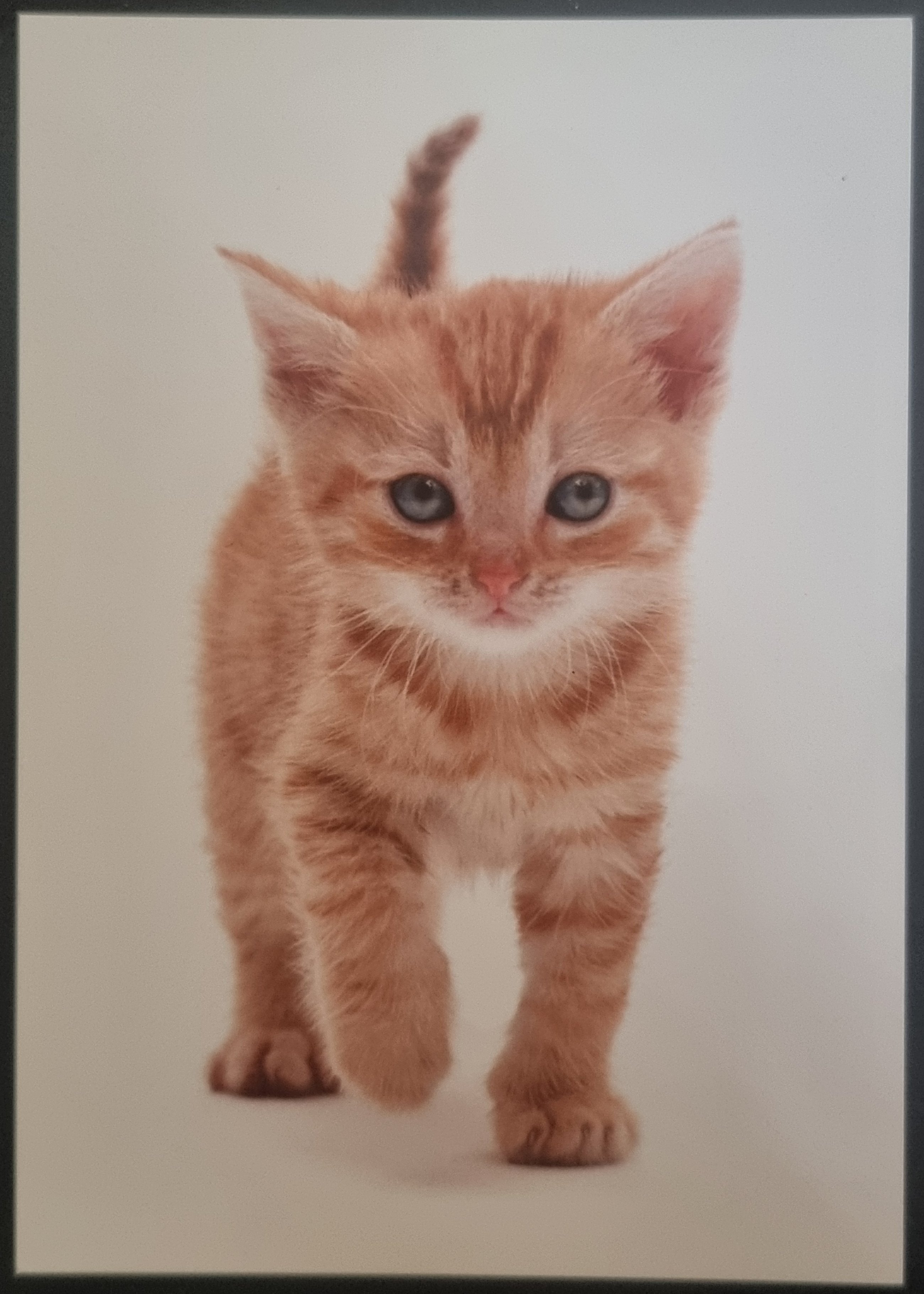 (image for) CAT 1990s and later0071