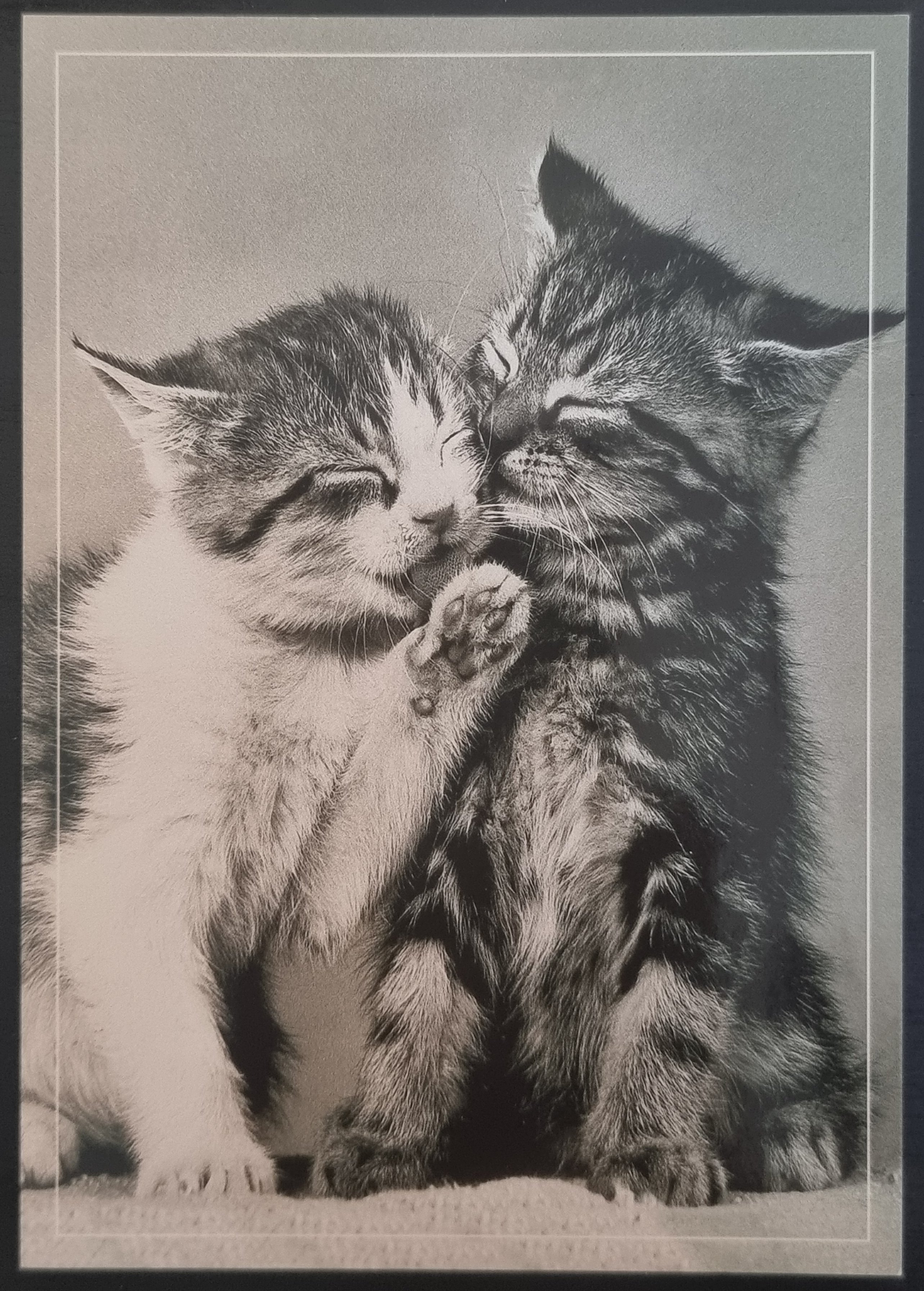 (image for) CAT 1990s and later0072