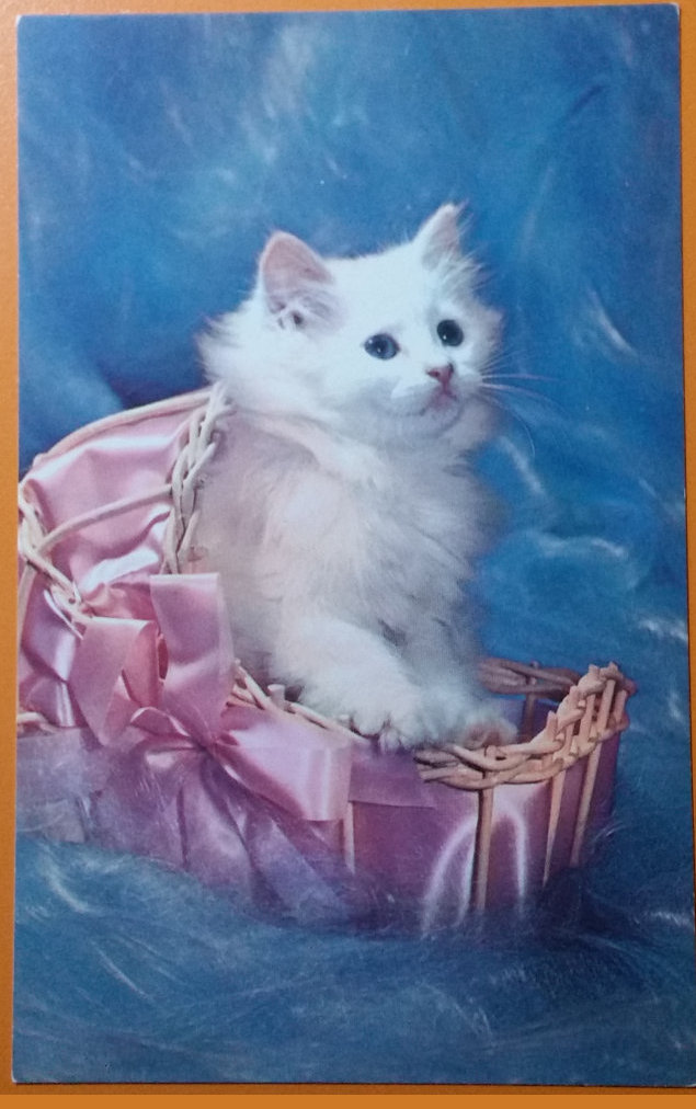 (image for) CAT-b4_50s-0001