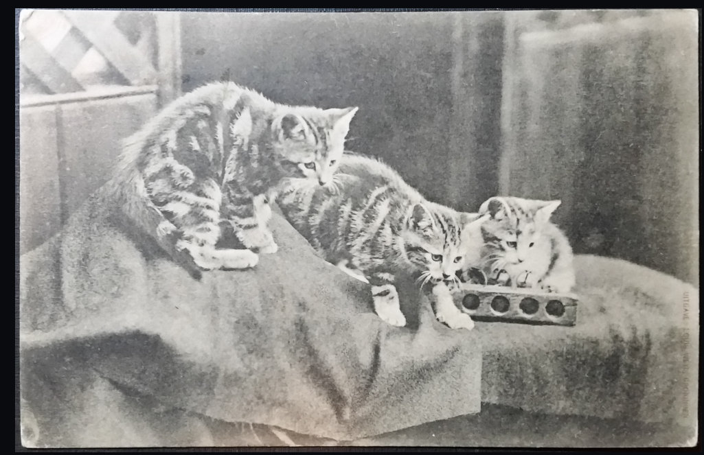 (image for) CAT-b4_50s-0002