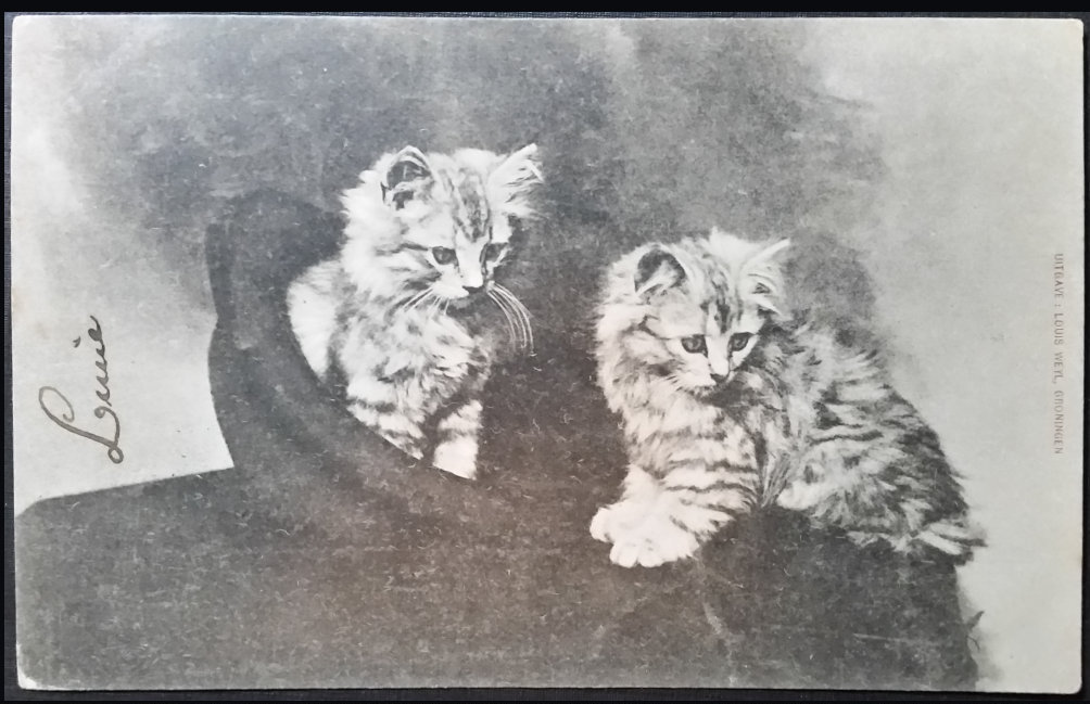 (image for) CAT-b4_50s-0003