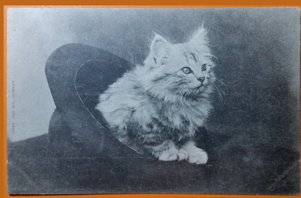 (image for) CAT-b4_50s-0004