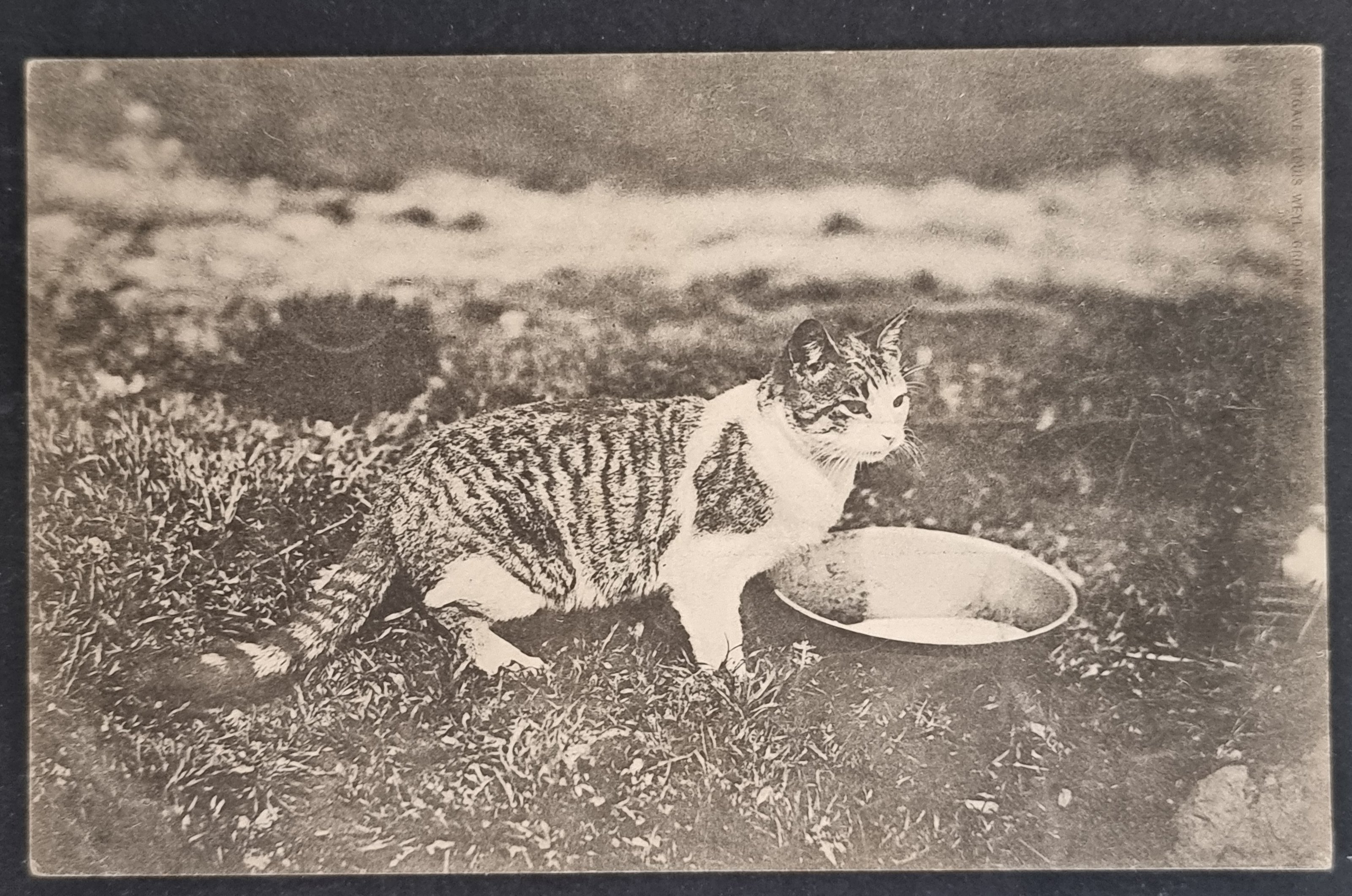 (image for) CAT-b4_50s-0005