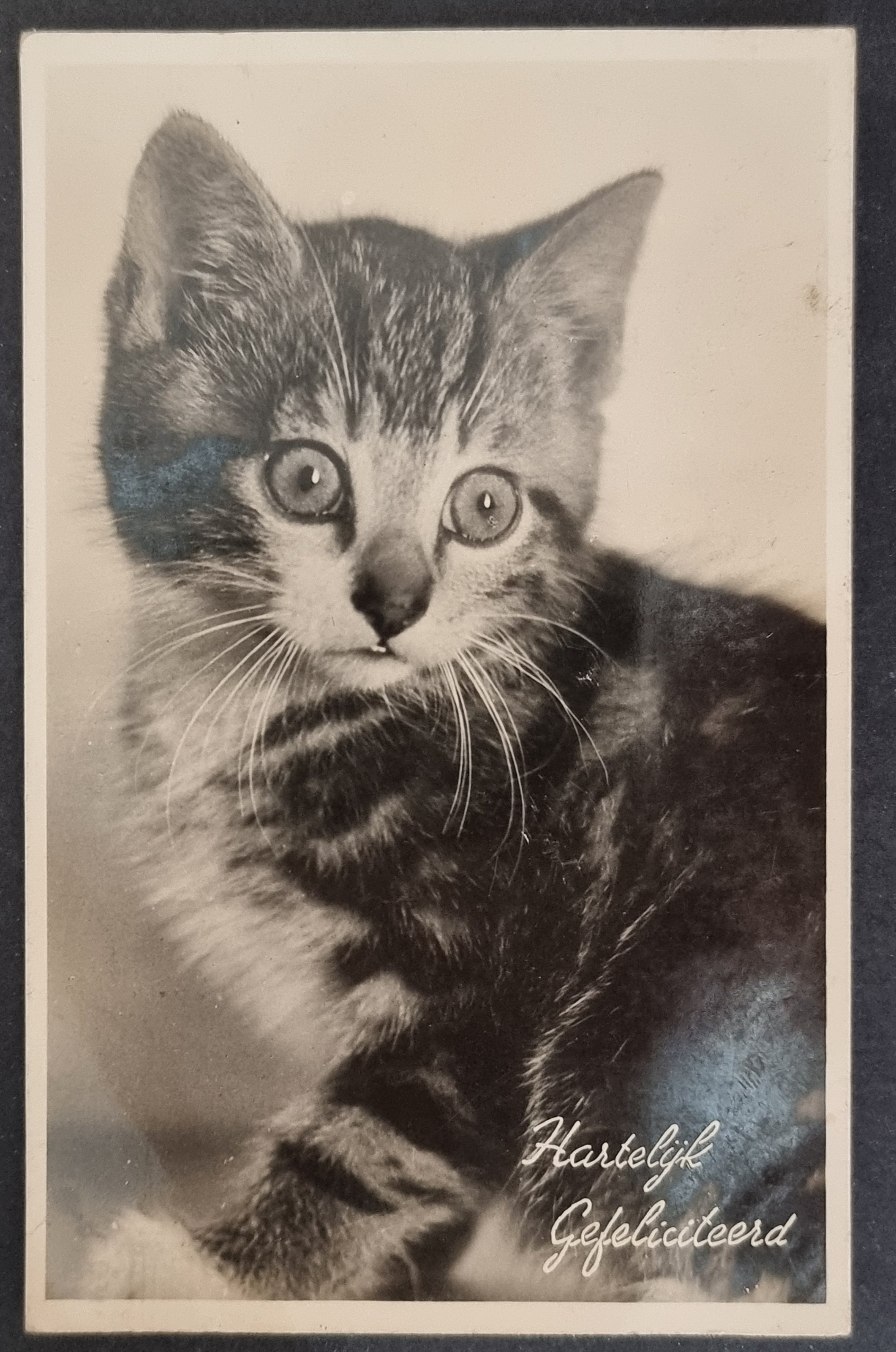 (image for) CAT-b4_50s-0011