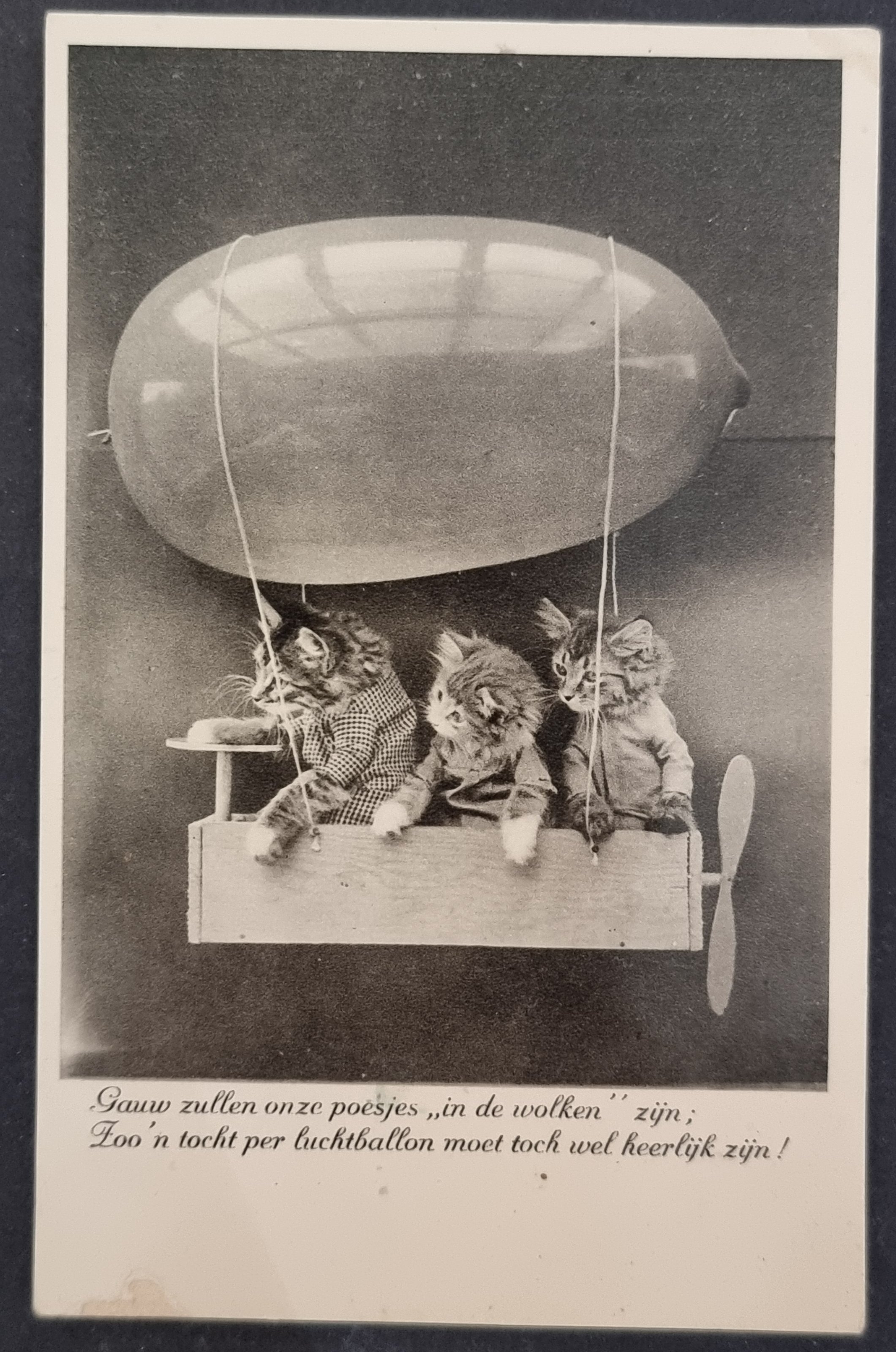 (image for) CAT-b4_50s-0012