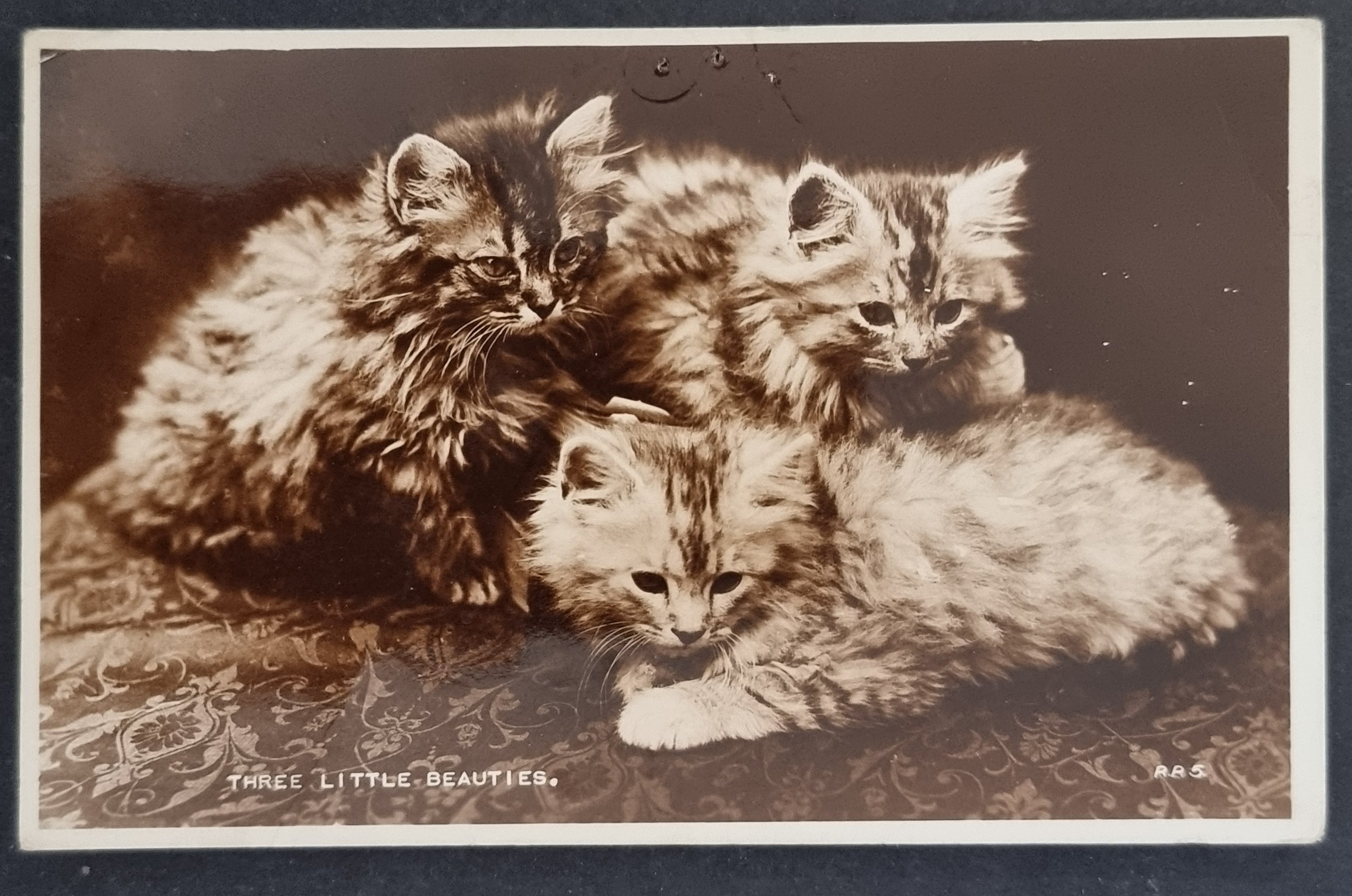 (image for) CAT-b4_50s-0014