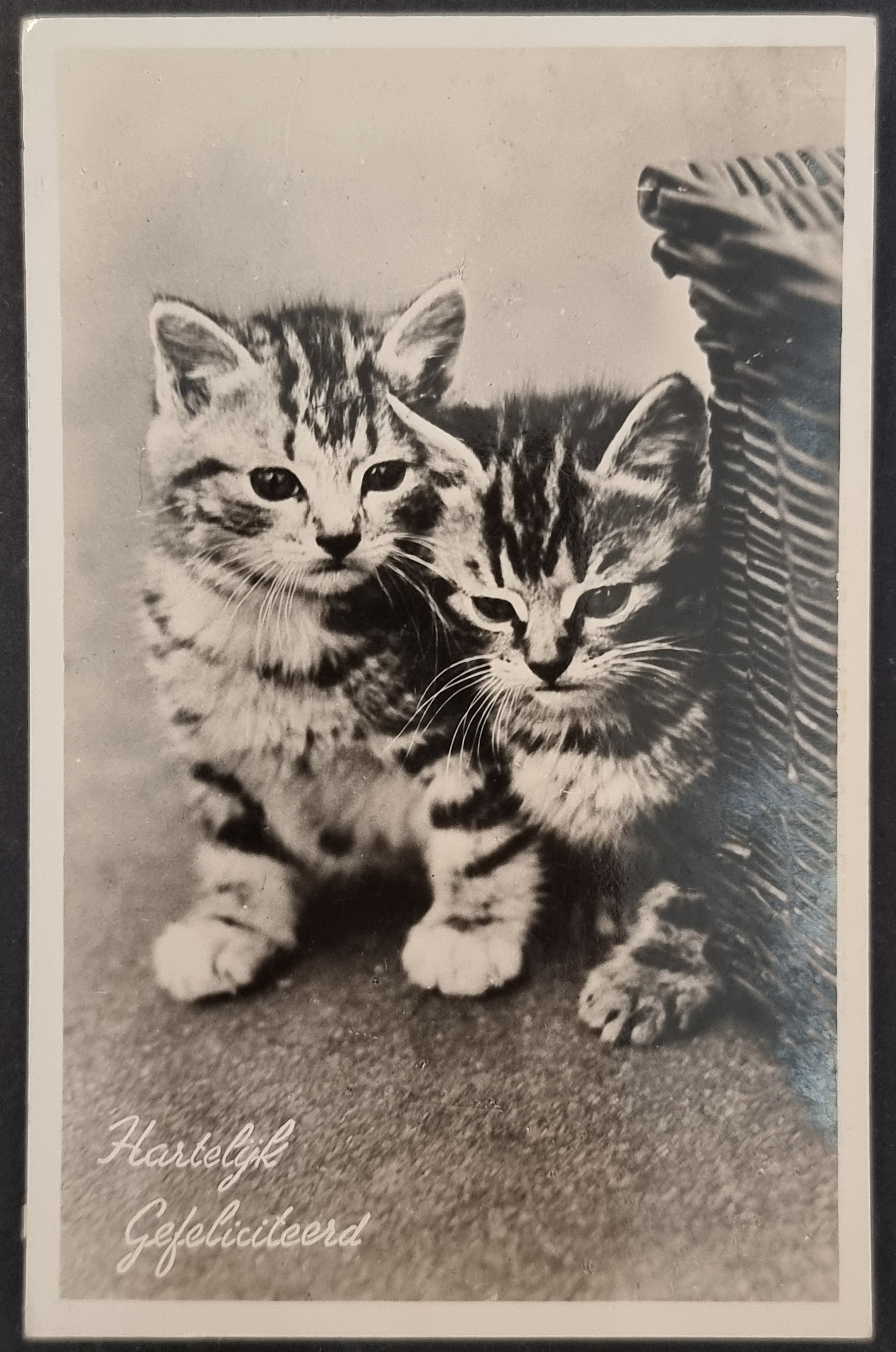 (image for) CAT-b4_50s-0015