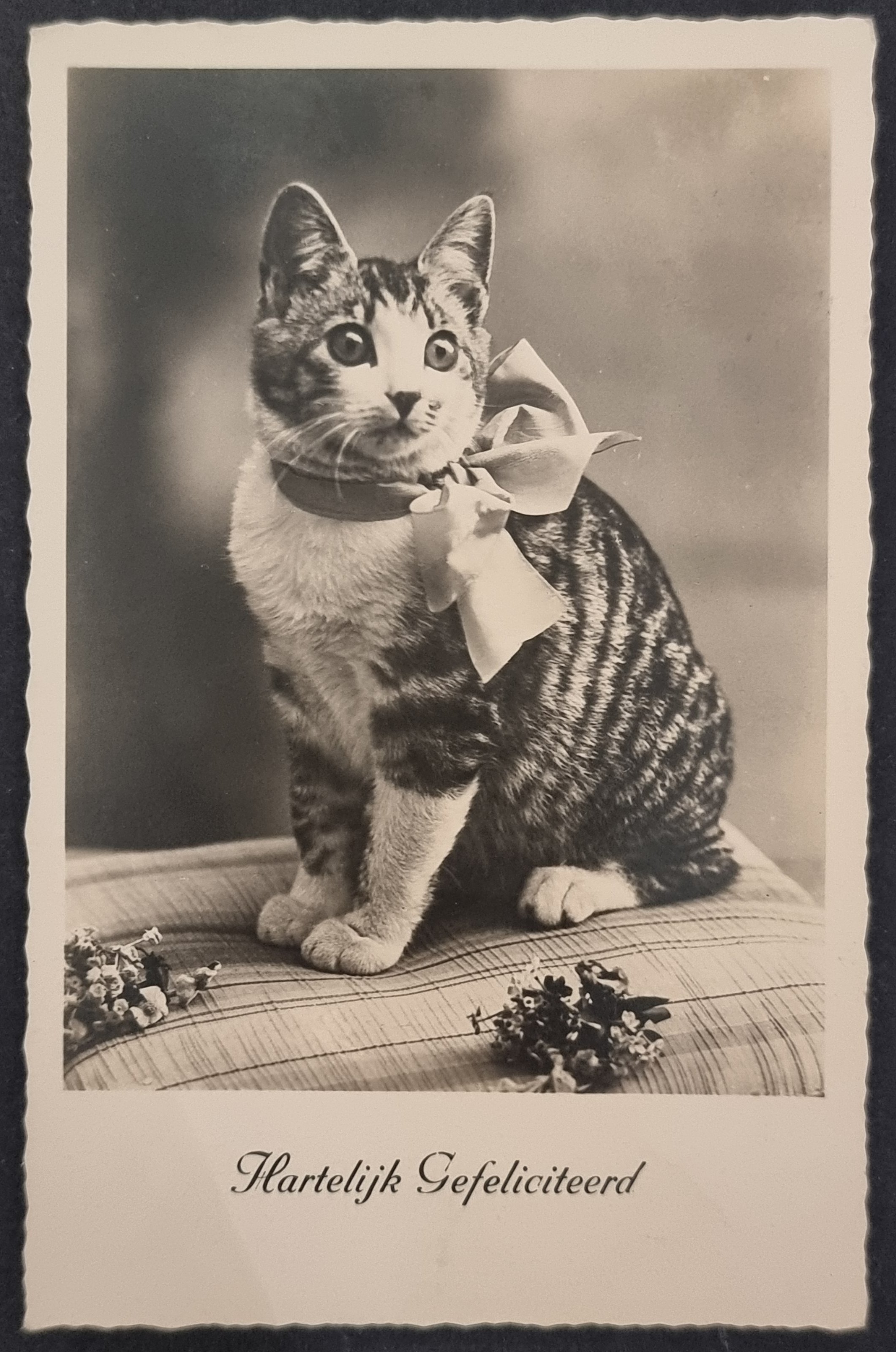 (image for) CAT-b4_50s-0016