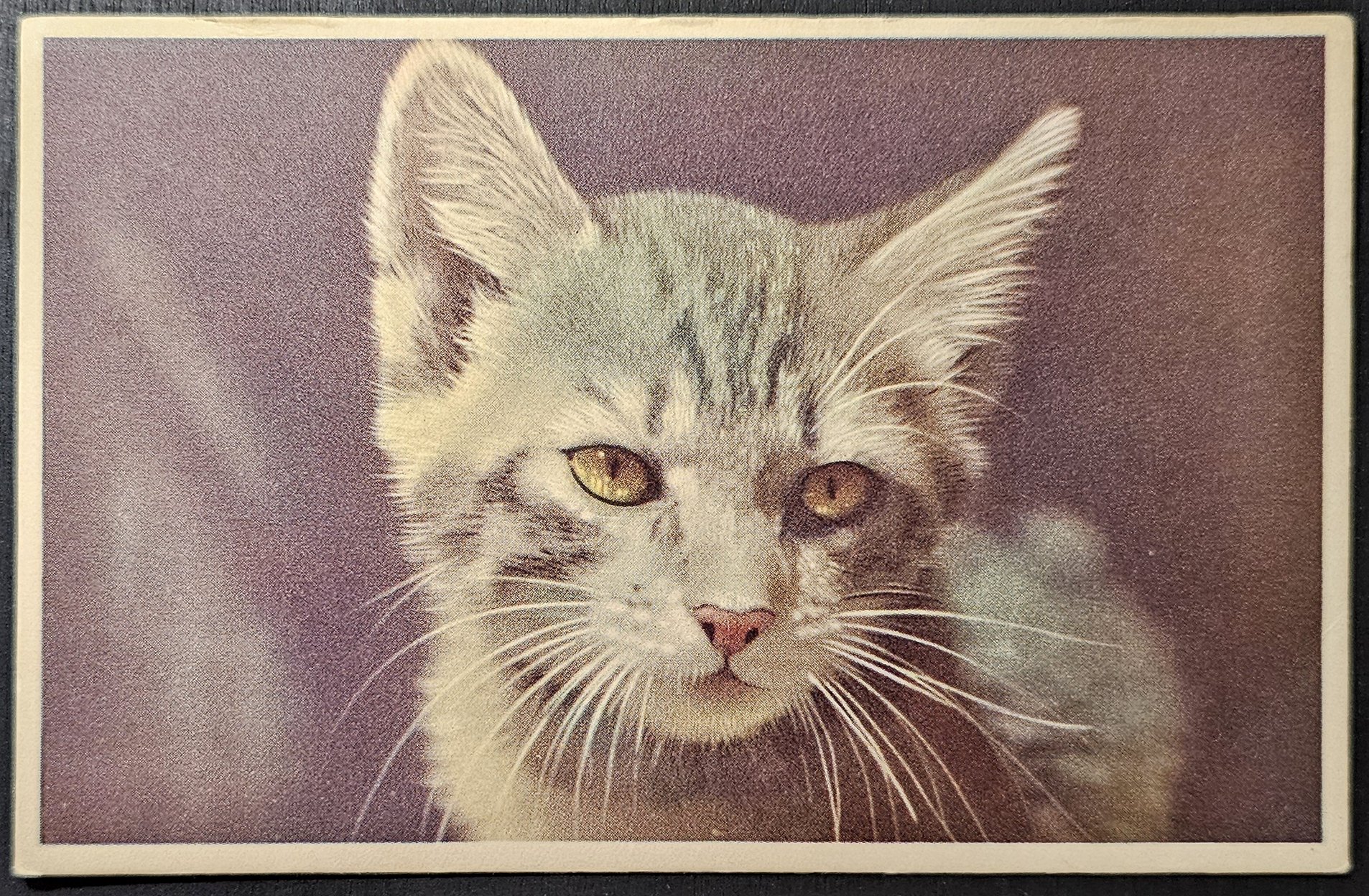 (image for) CAT-b4_50s-0036