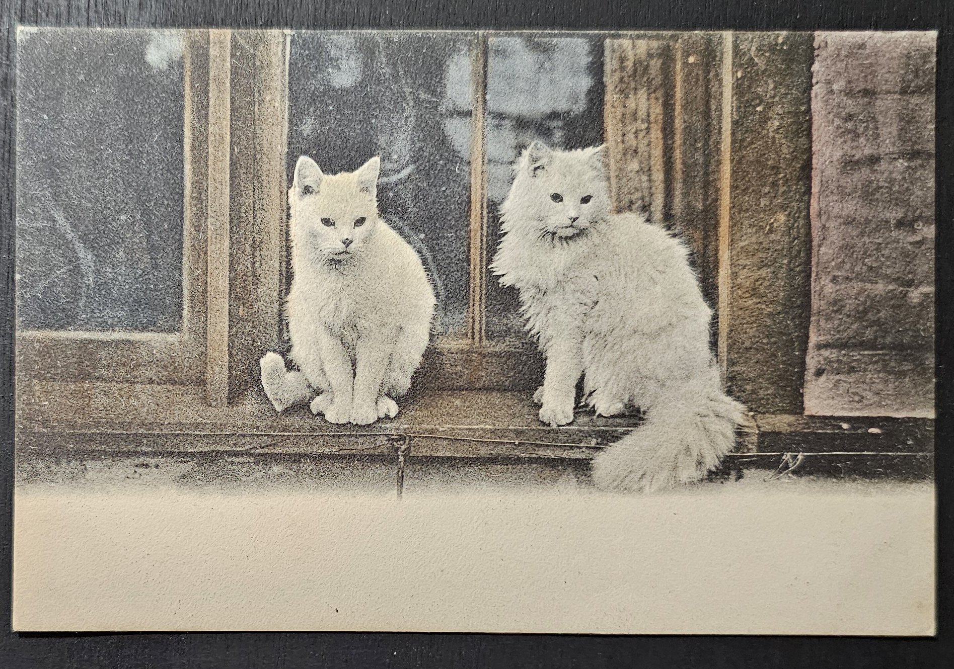 (image for) CAT-b4_50s-0039