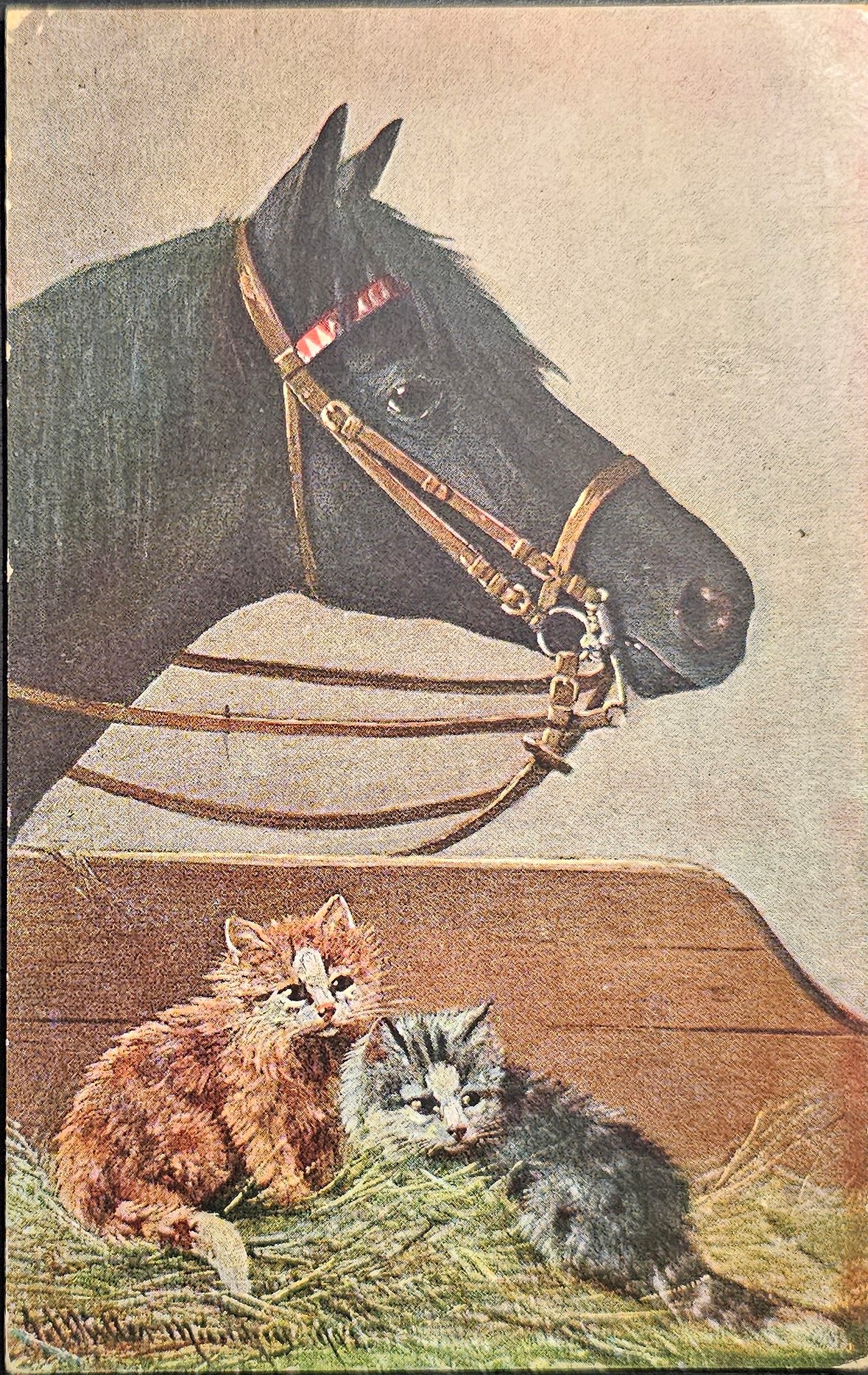 (image for) CAT-b4_50s-0051