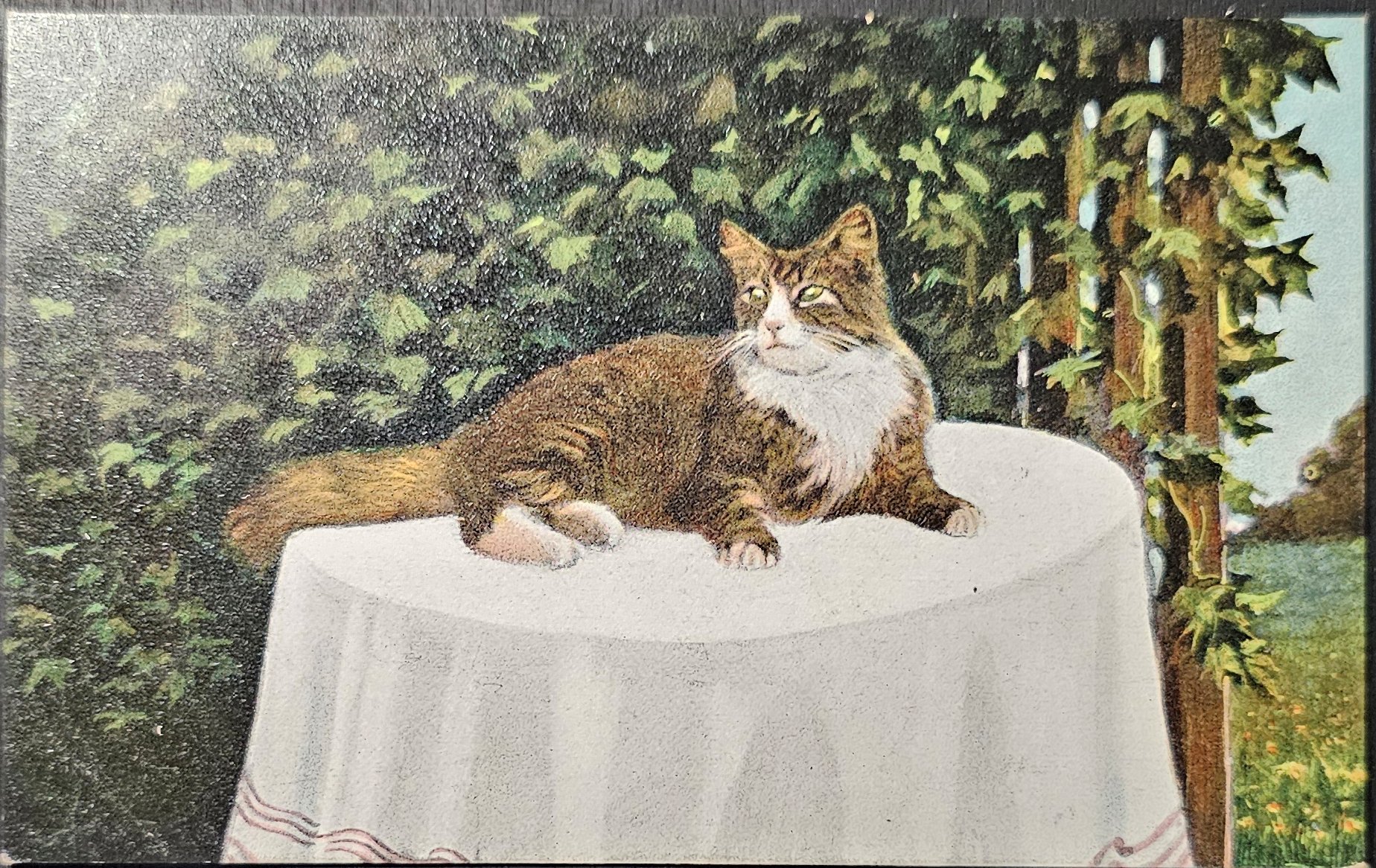 (image for) CAT-b4_50s-0055