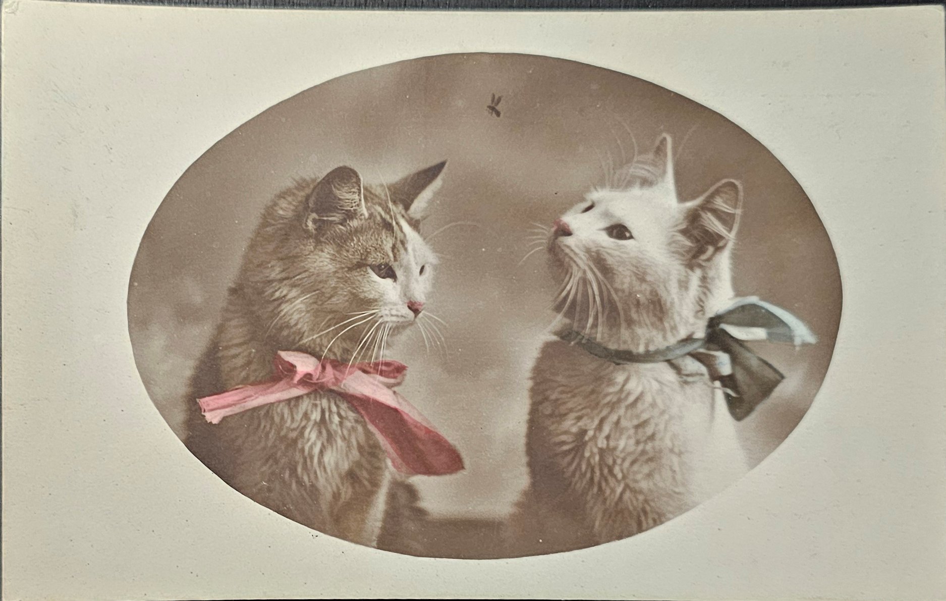 (image for) CAT-b4_50s-0056