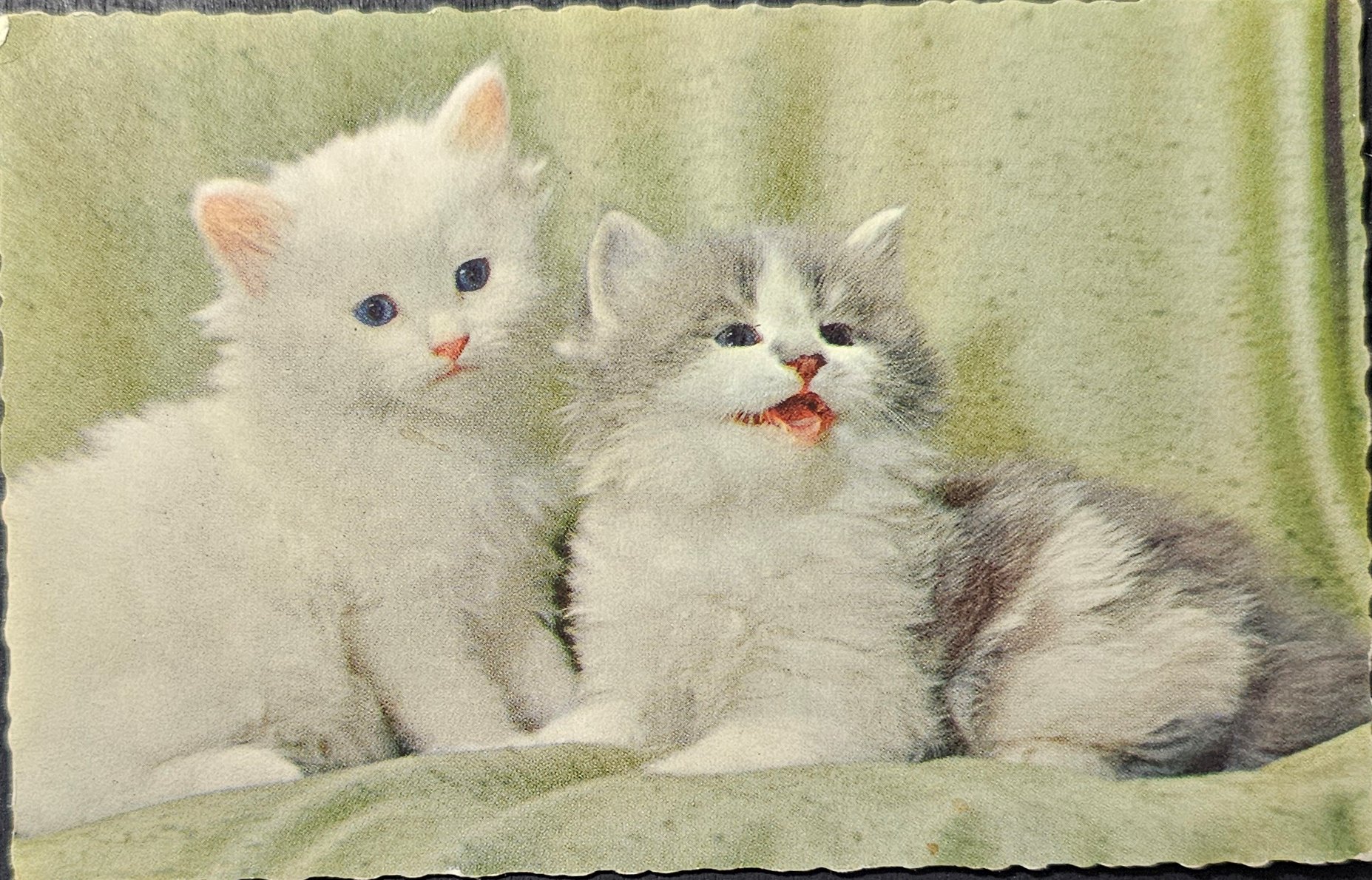 (image for) CAT-b4_50s-0057