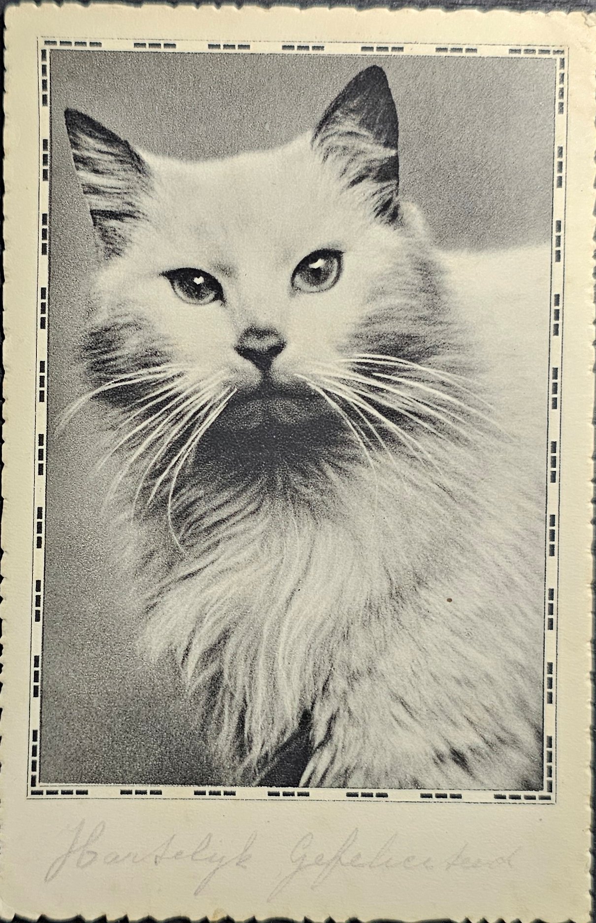 (image for) CAT-b4_50s-0061