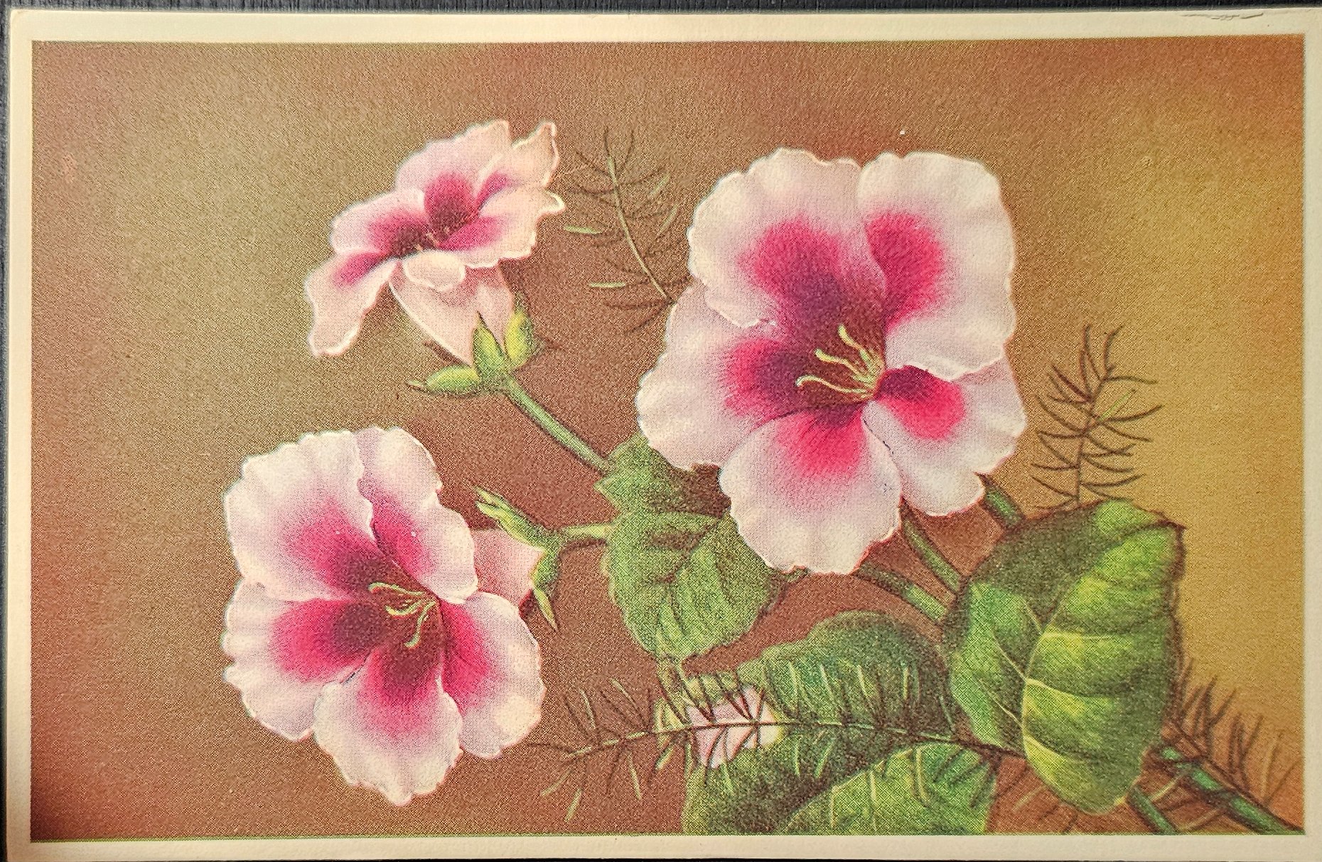 (image for) postcard subject: Flowers #0001