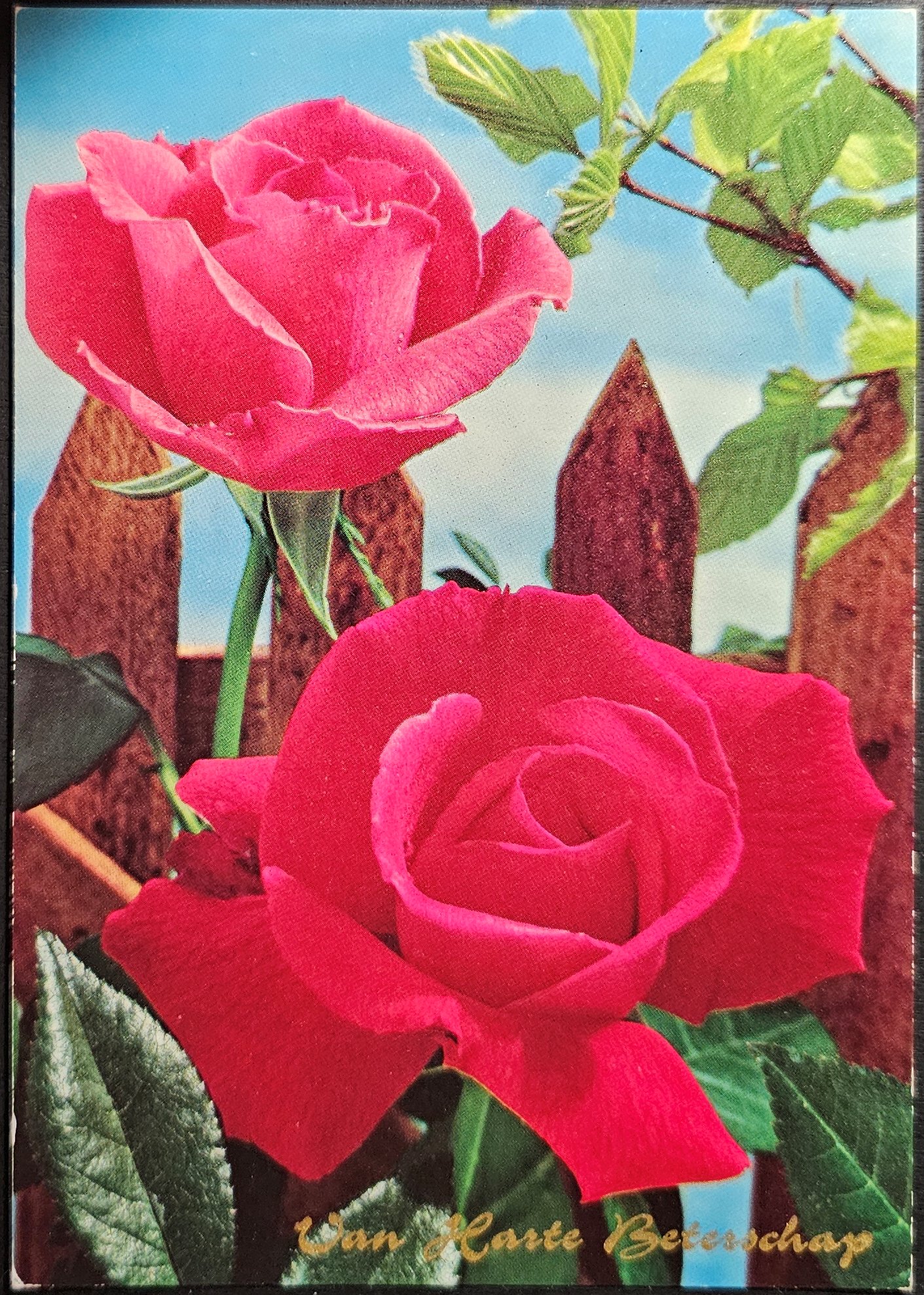(image for) postcard subject: Flowers #0010
