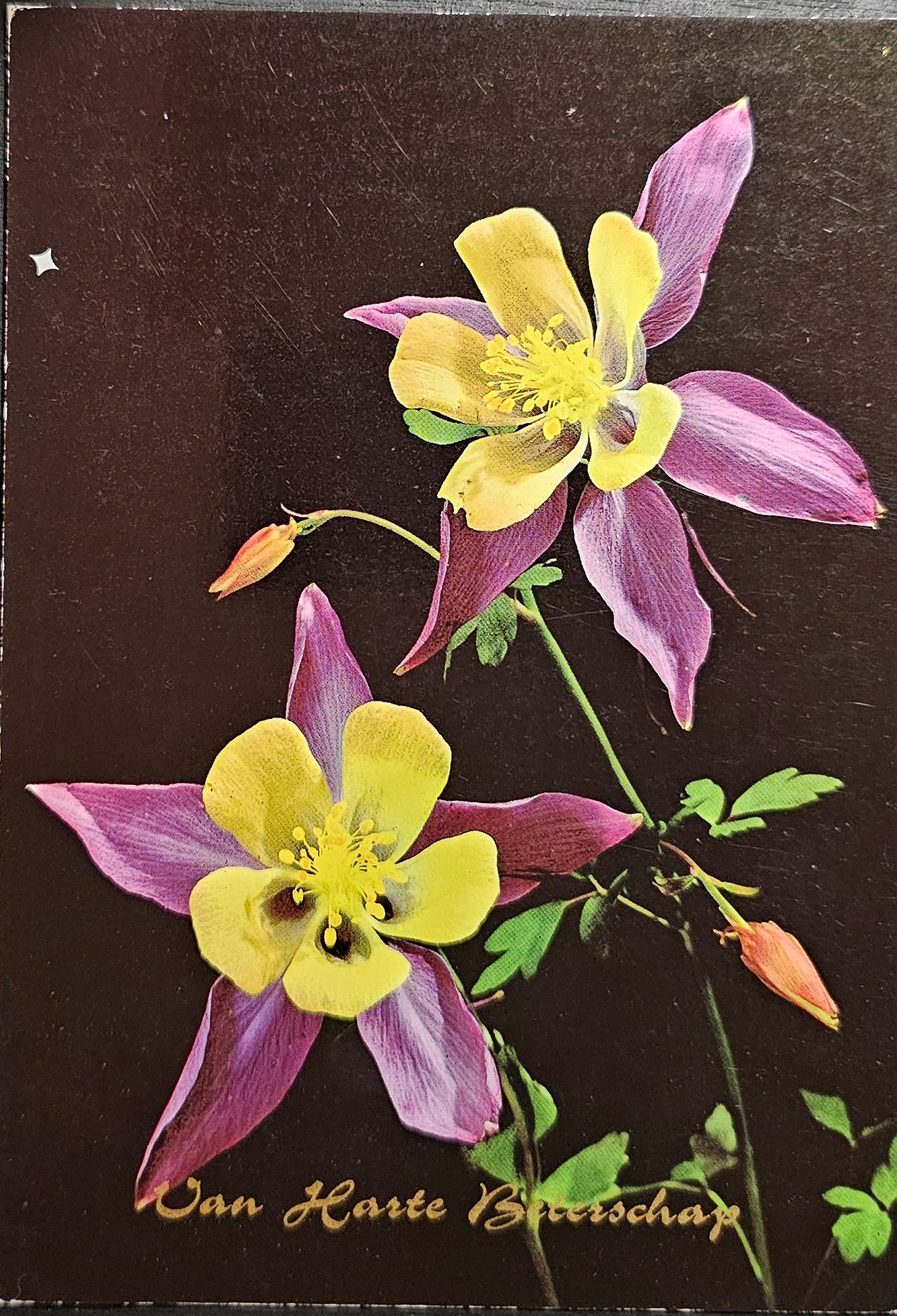 postcard subject: Flowers #0011 (image for) postcard subject: Flowers #0011