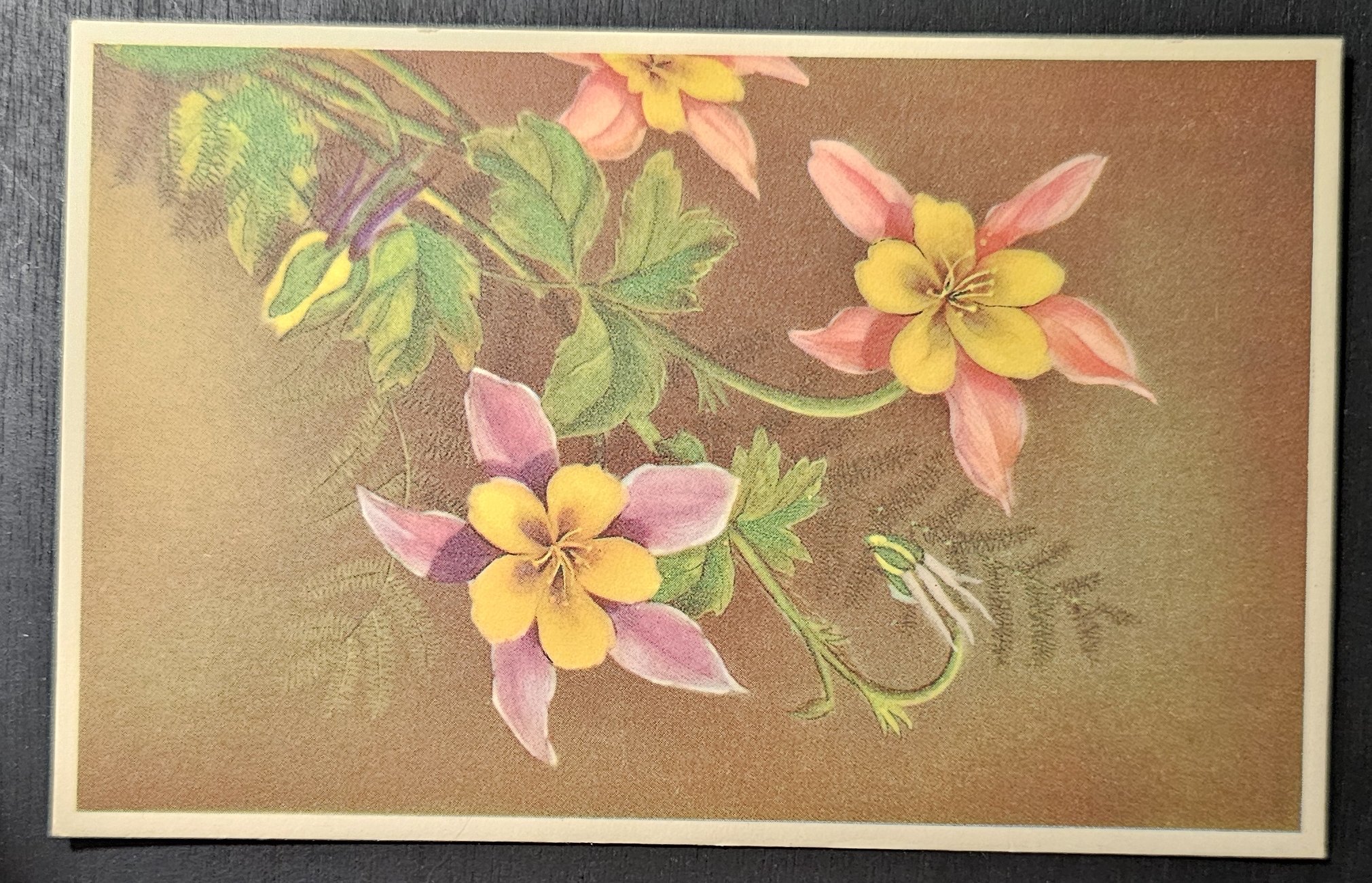 (image for) postcard subject: Flowers #0016