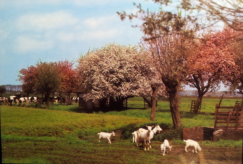 (image for) postcard Netherlands #0017