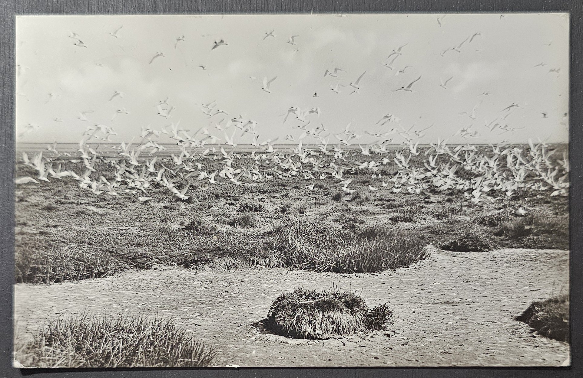 (image for) postcard Netherlands #0092