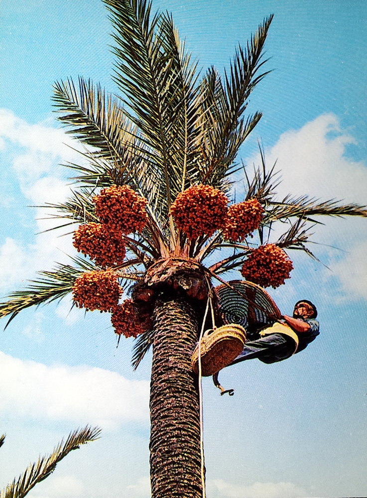 (image for) postcard Spain #0013